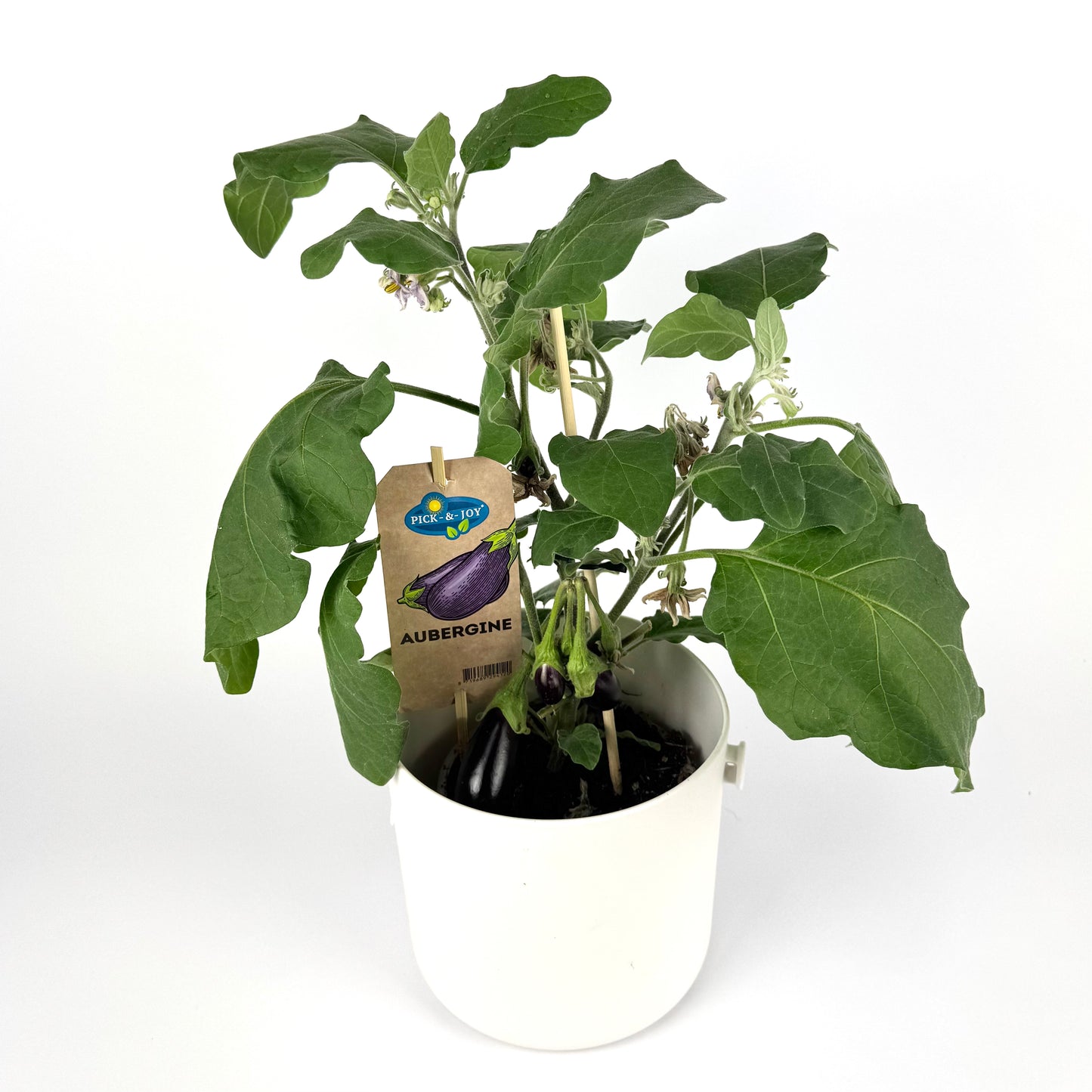 Aubergine 14cm Vegetable plant