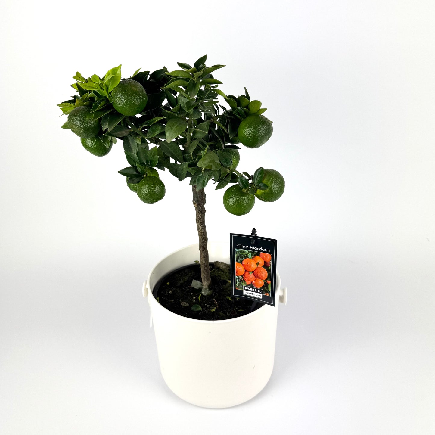 Citrus Mixed 3 Species 15cm Outdoor plant
