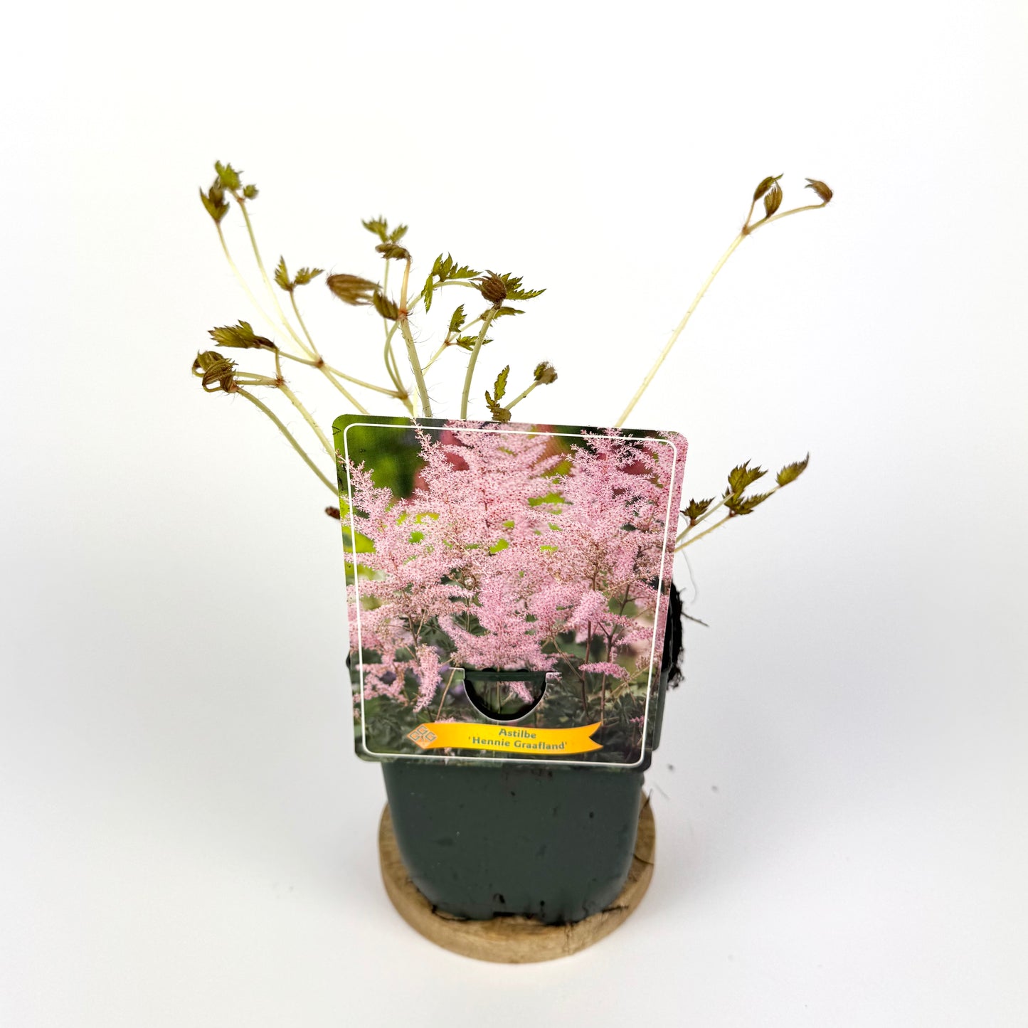 Astilbe Henny Graafland Pink 11cm Outdoor plant