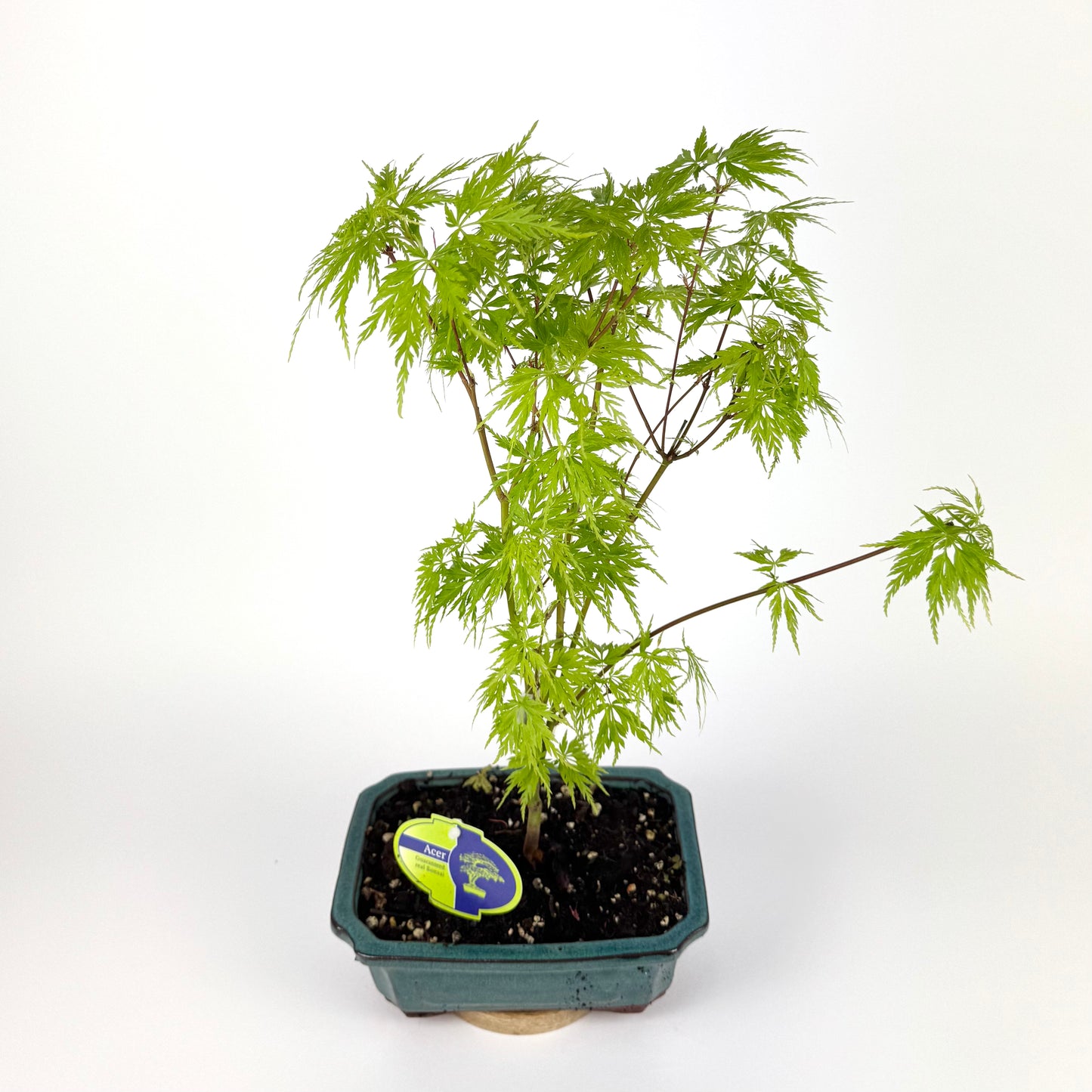 Acer Bonsai Outdoor Plant