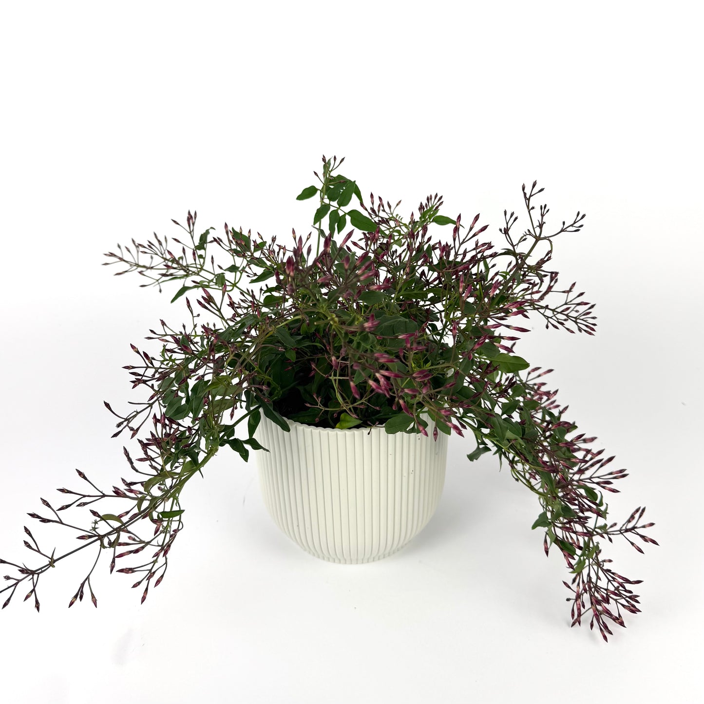 Jasminium Polyanthum Bush Pink 12cm Outdoor Plant