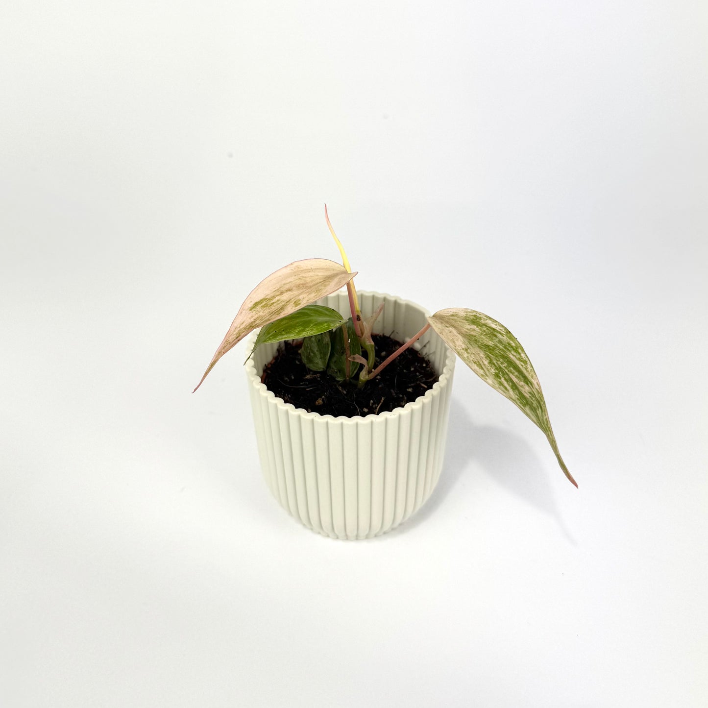 Philodendron Micans Marble Variegated 6cm Houseplant