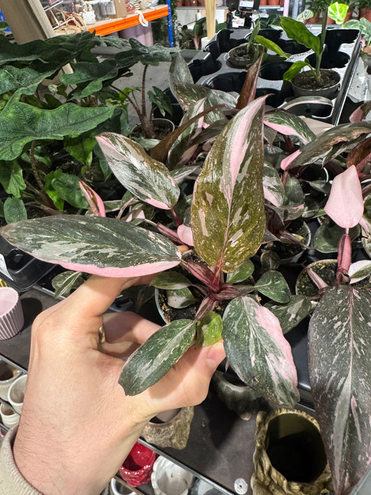 Mini Plants Bundle