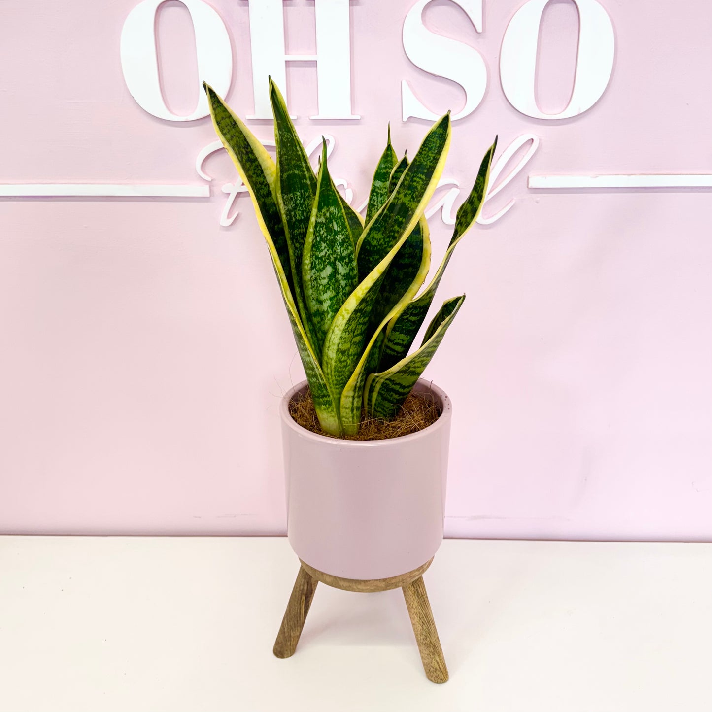 The Plant Parent Bundle - HUGE Savings on bundles