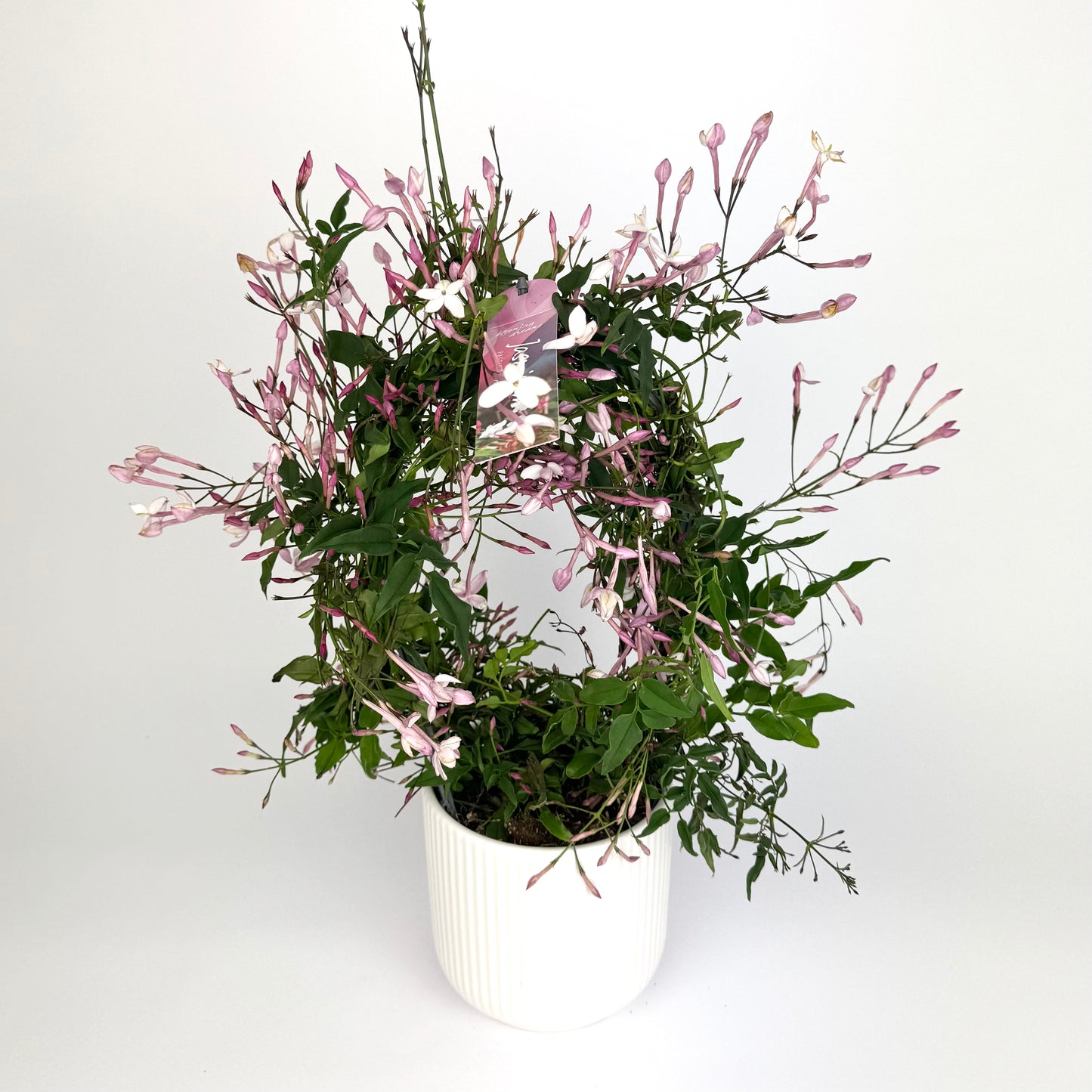 Jasmine Passion Dark Pink Hoop 12cm Plant