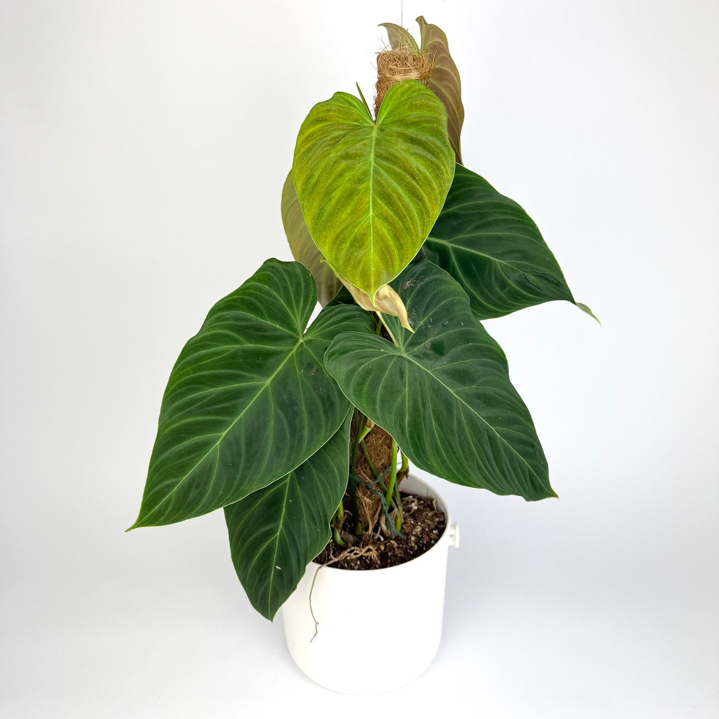 Philodendron Splendid Moose 17cm Houseplant