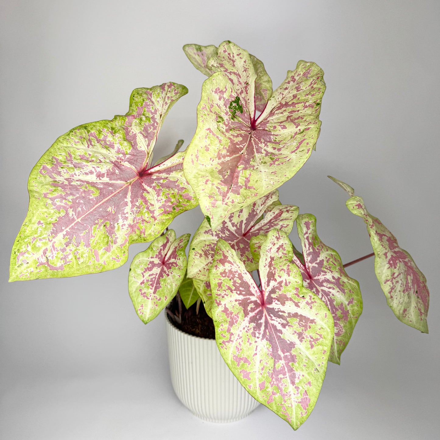 Caladium Seafoam Pink 21cm Houseplant