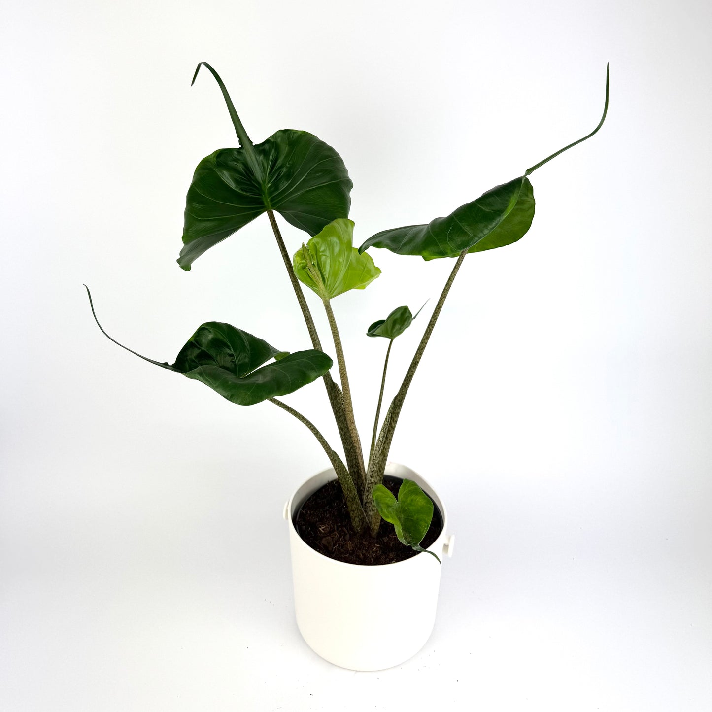 Alocasia Stingray 17cm Hanging Houseplant
