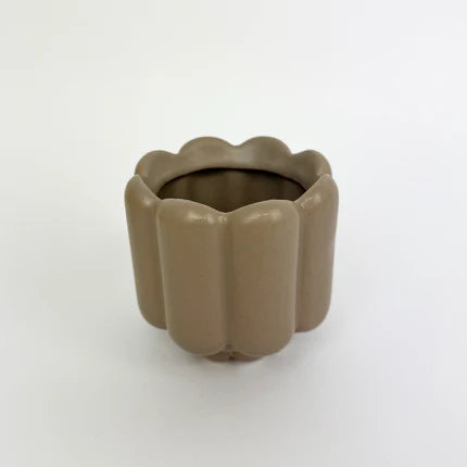 Desk Buddy Plant & Pot Bundle
