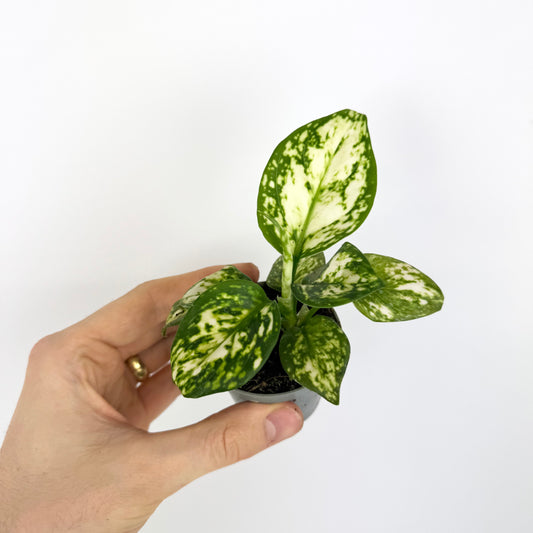 Mini Plants Bundle