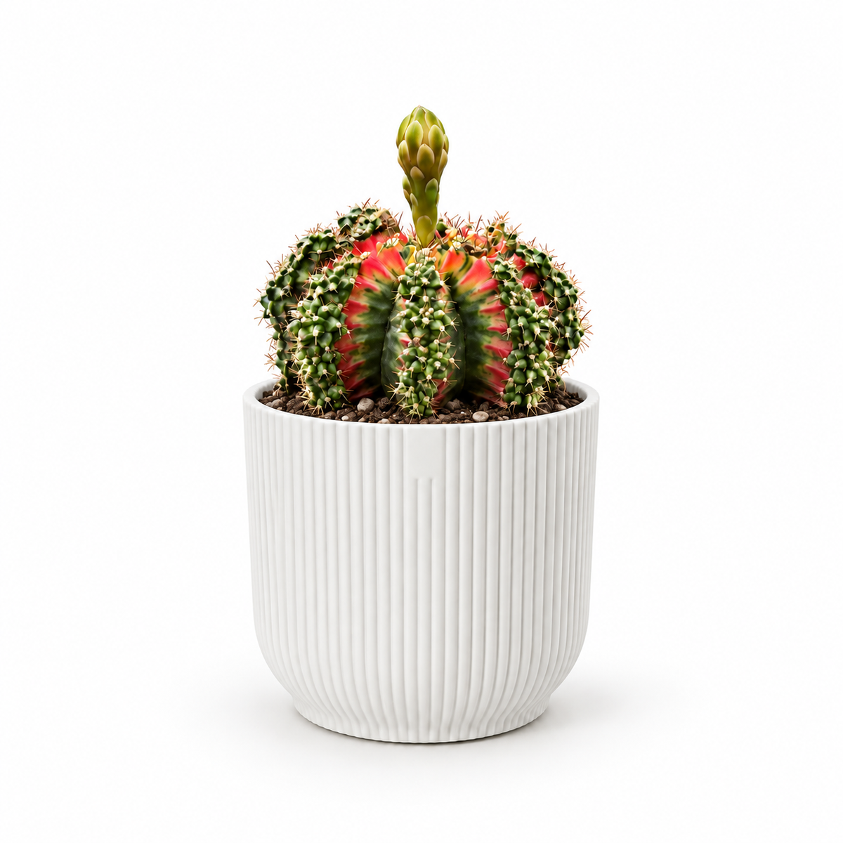 Gymnocalycium Cactus 7.5cm in white ribbed pot, square studio photo