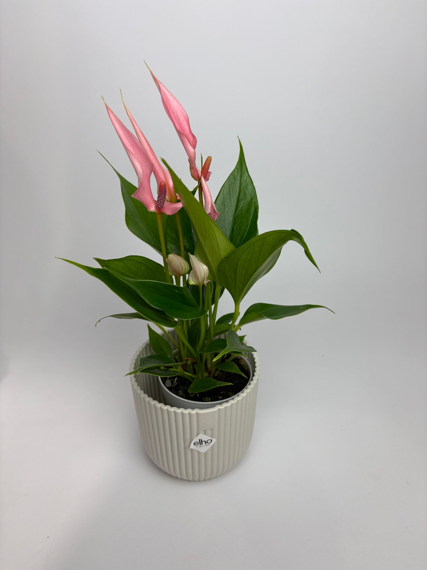Anthurium Lilli Pink Indoor Houseplant