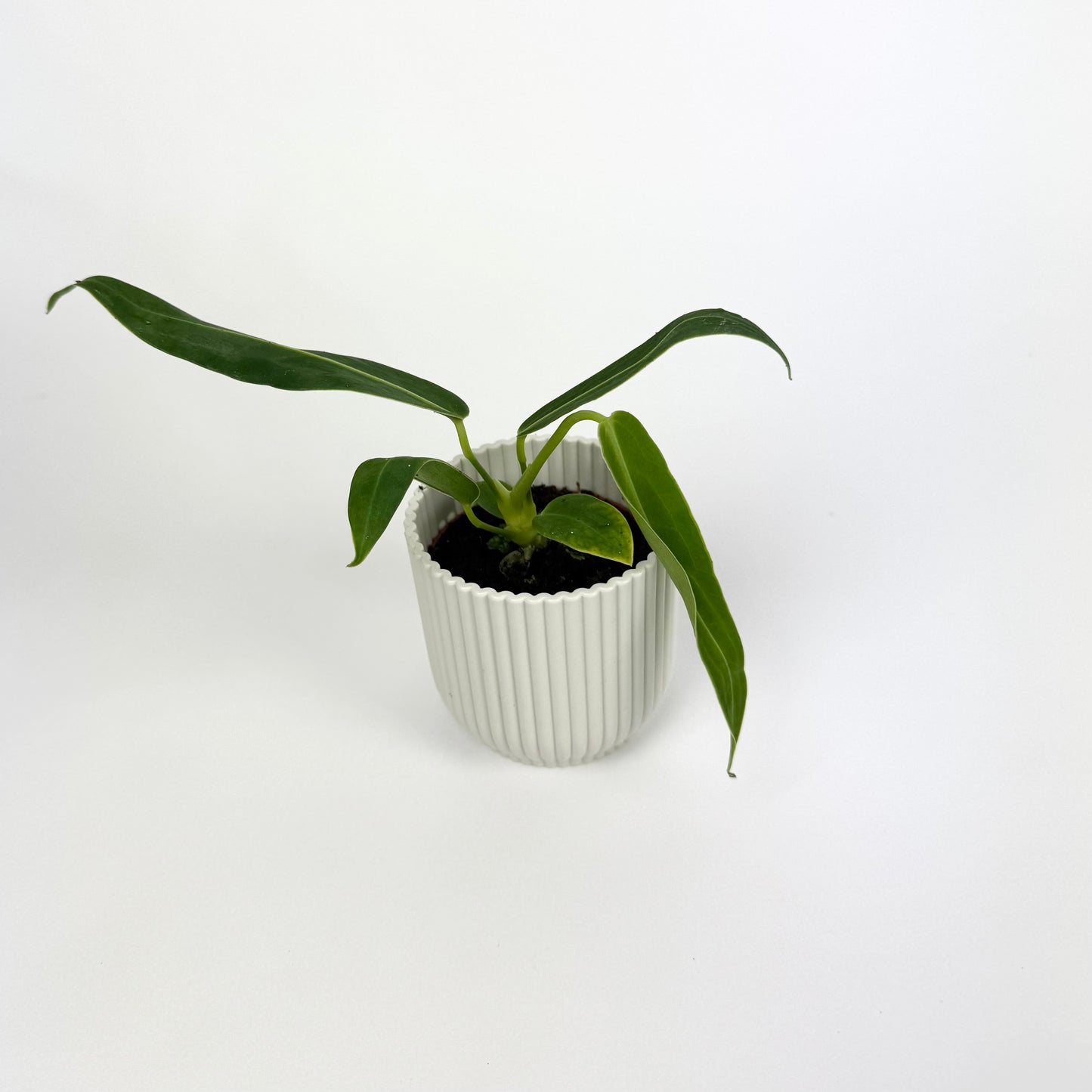 Mini Anthurium Warocqueanum Houseplant