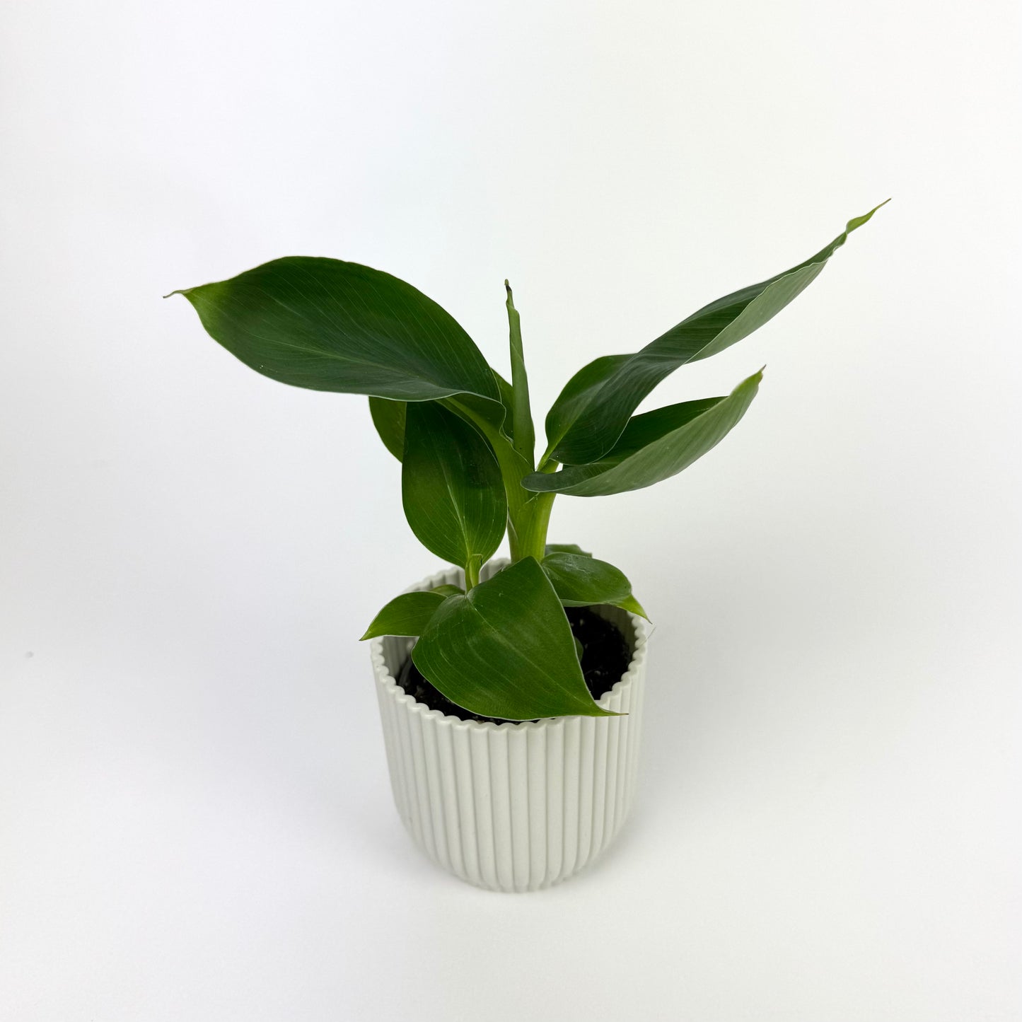 Mini 7cm Pot size Musa Cheeky Houseplant