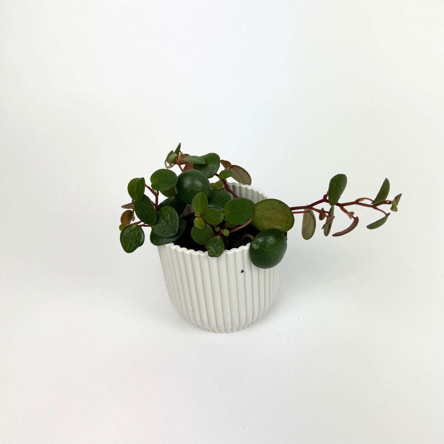 Mini 7cm Pot size Peperomia Pepperspot Houseplant