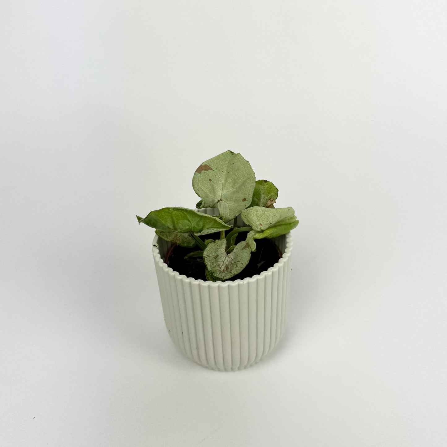 Mini Syngonium Milk Confetti Houseplant