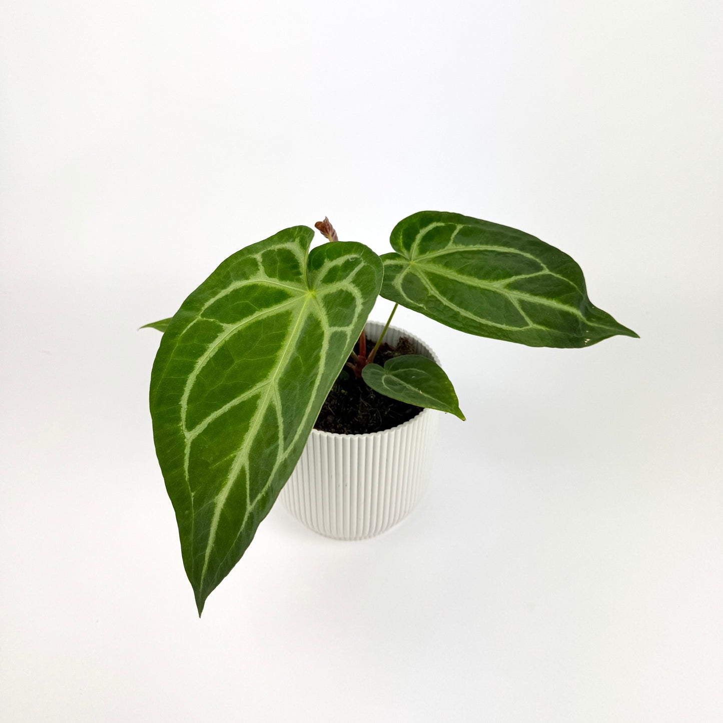 Anthurium Magnificum Houseplant