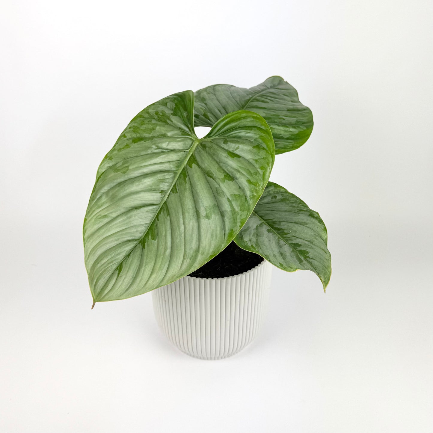 Philodendron Sodiroi Houseplant