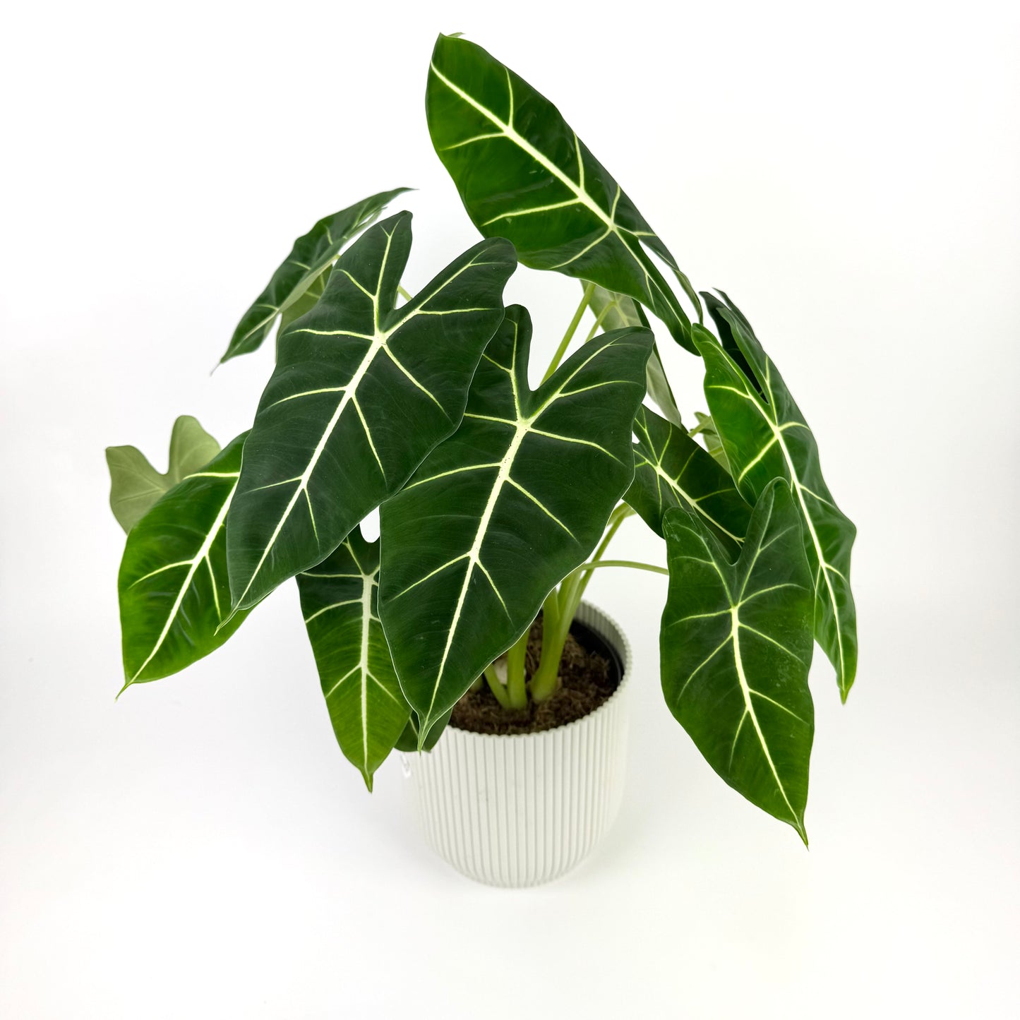 Alocasia Frydeck Houseplant