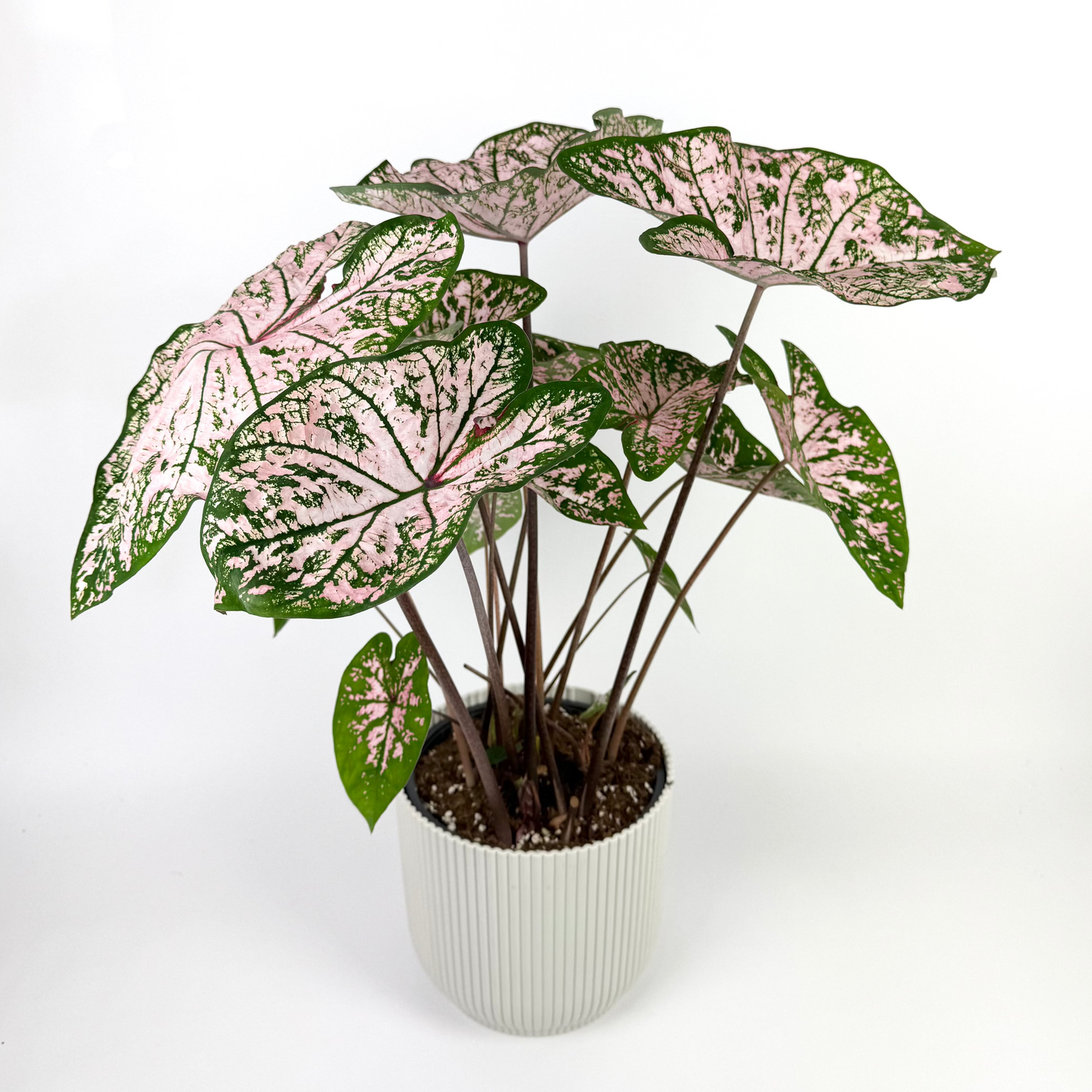 Caladium Florida Elise Houseplant