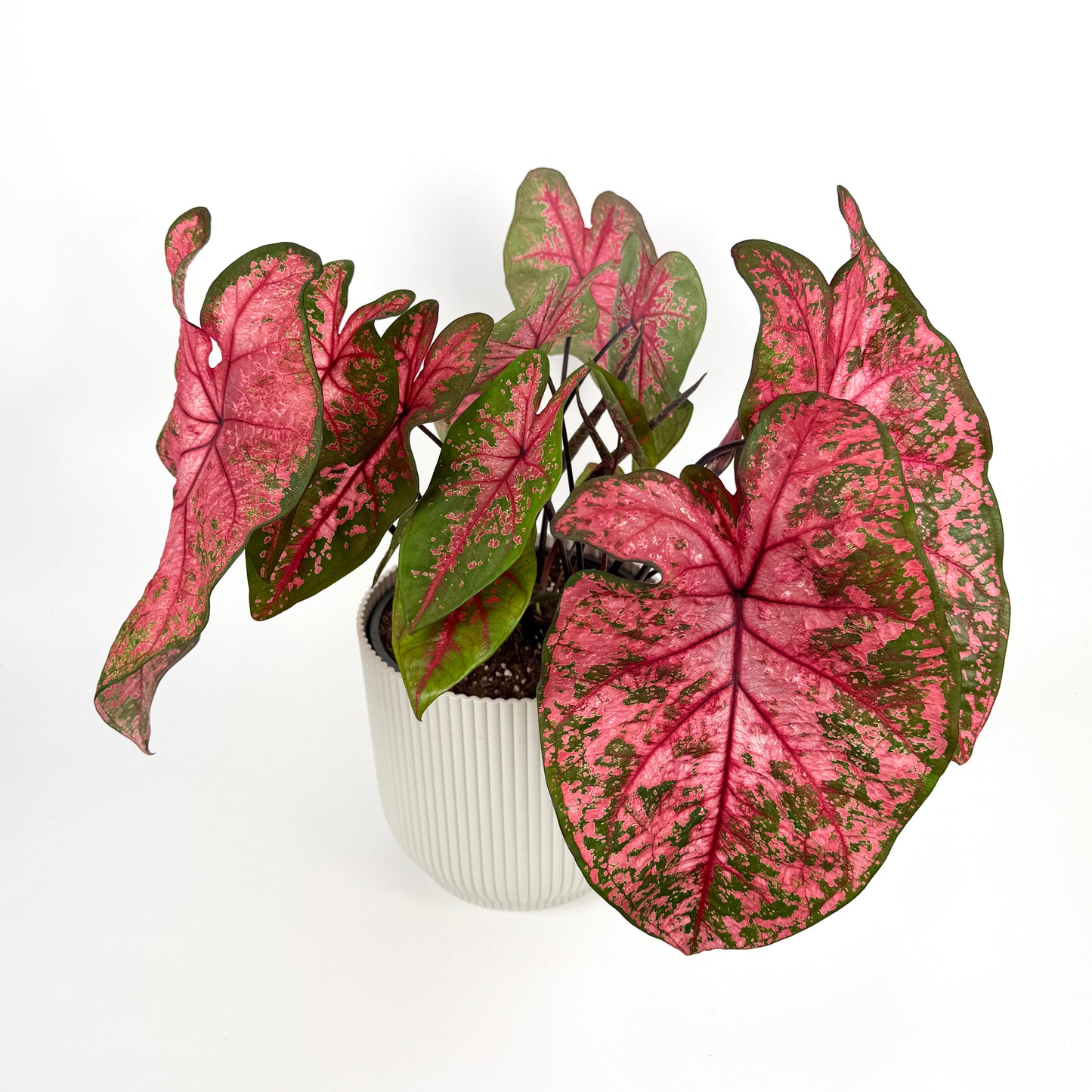 Caladium Lava Glow Houseplant