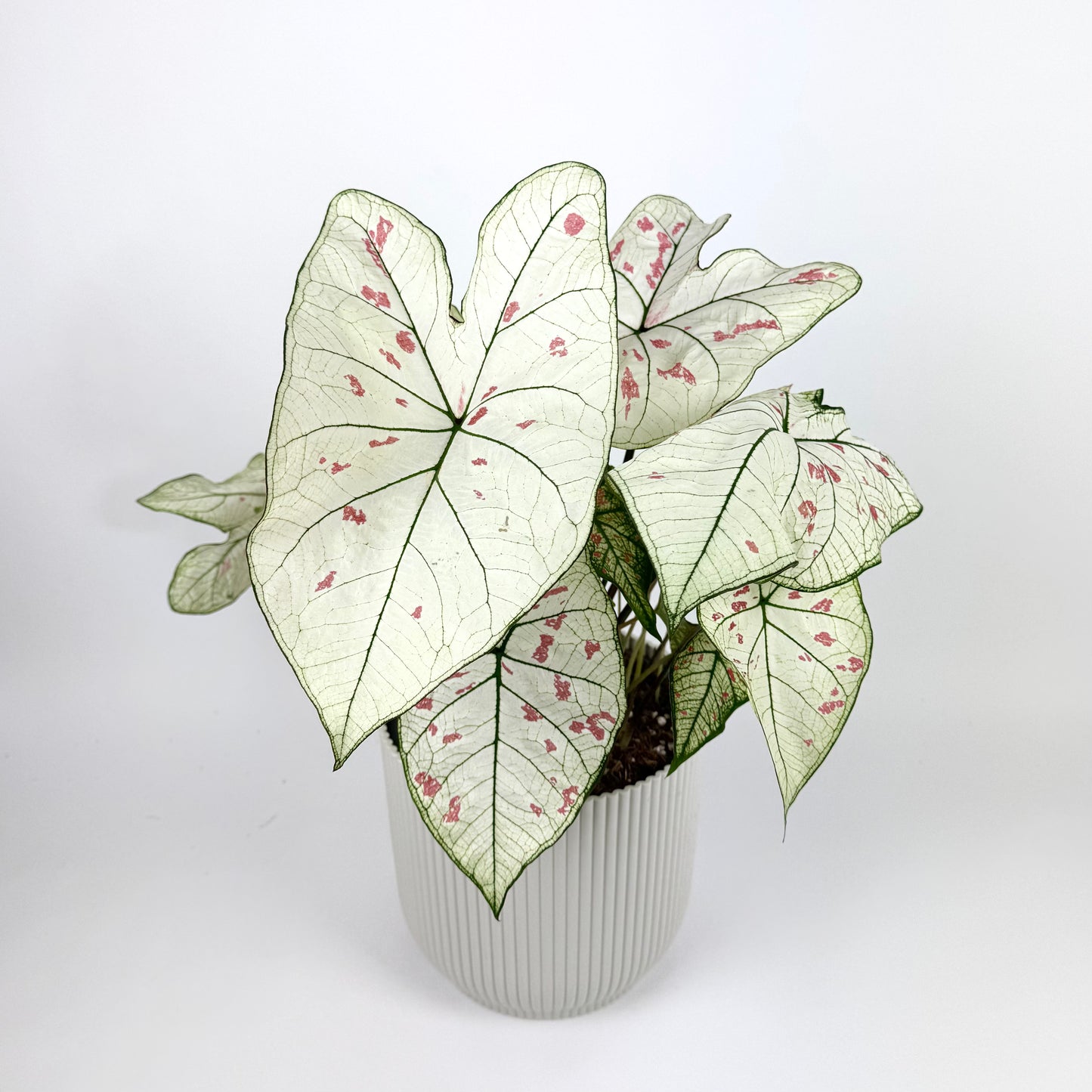 Caladium Strawberry Star Houseplant