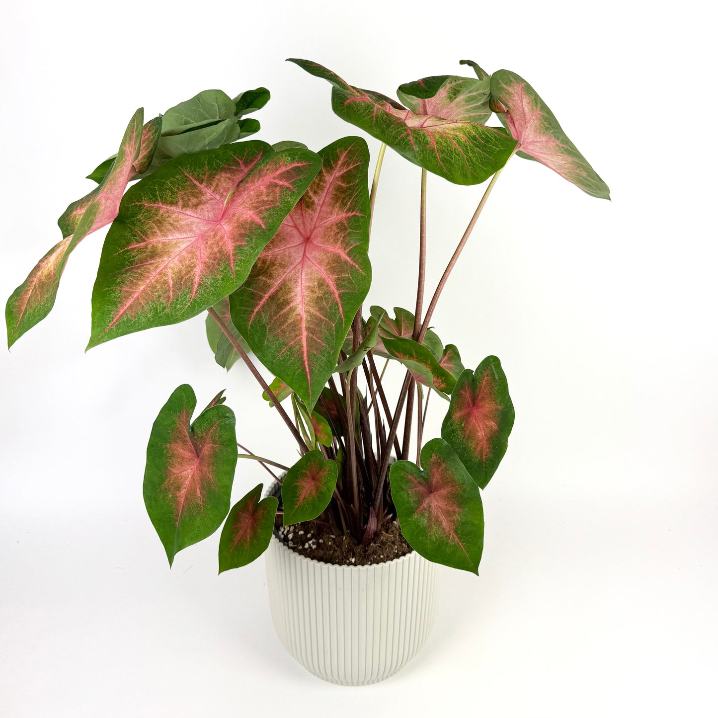 Caladium Kathleen Roze Houseplant