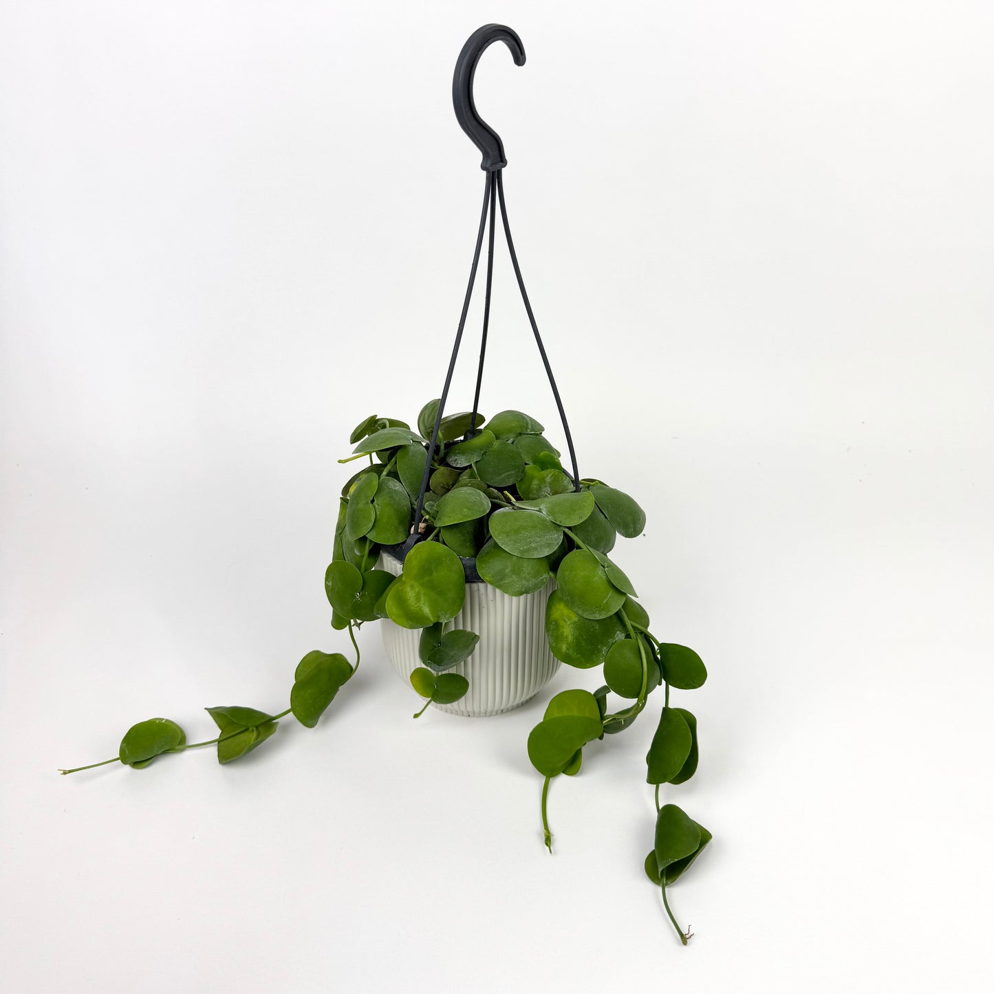 Dischidia Platyphylla Houseplant