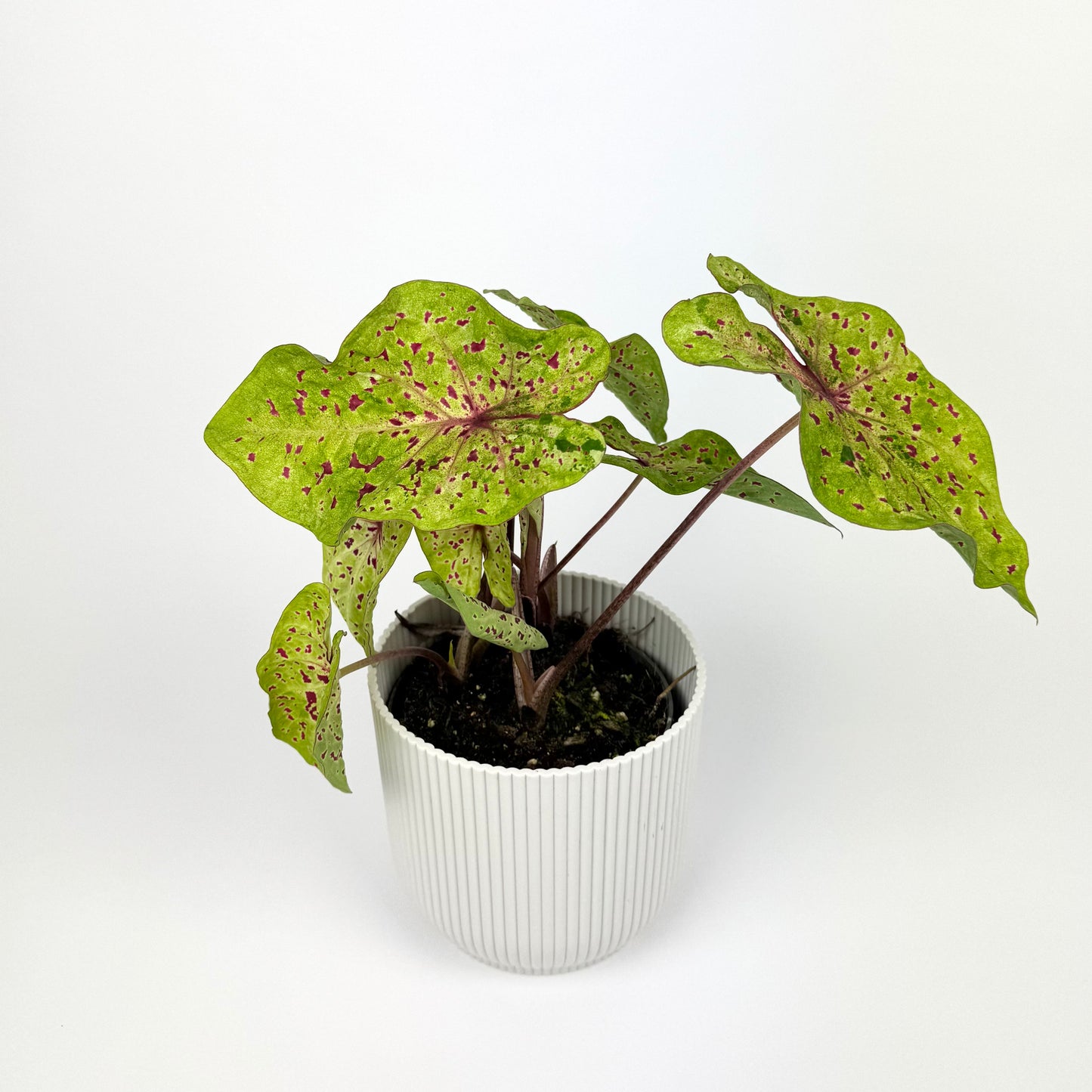 Caladium Miss Muffet 13cm Pot Size Houseplant