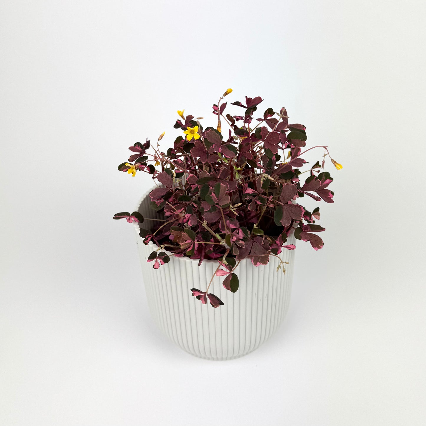 Oxalis Vulcanicus Plum Crazy 12cm Pot Size Houseplant