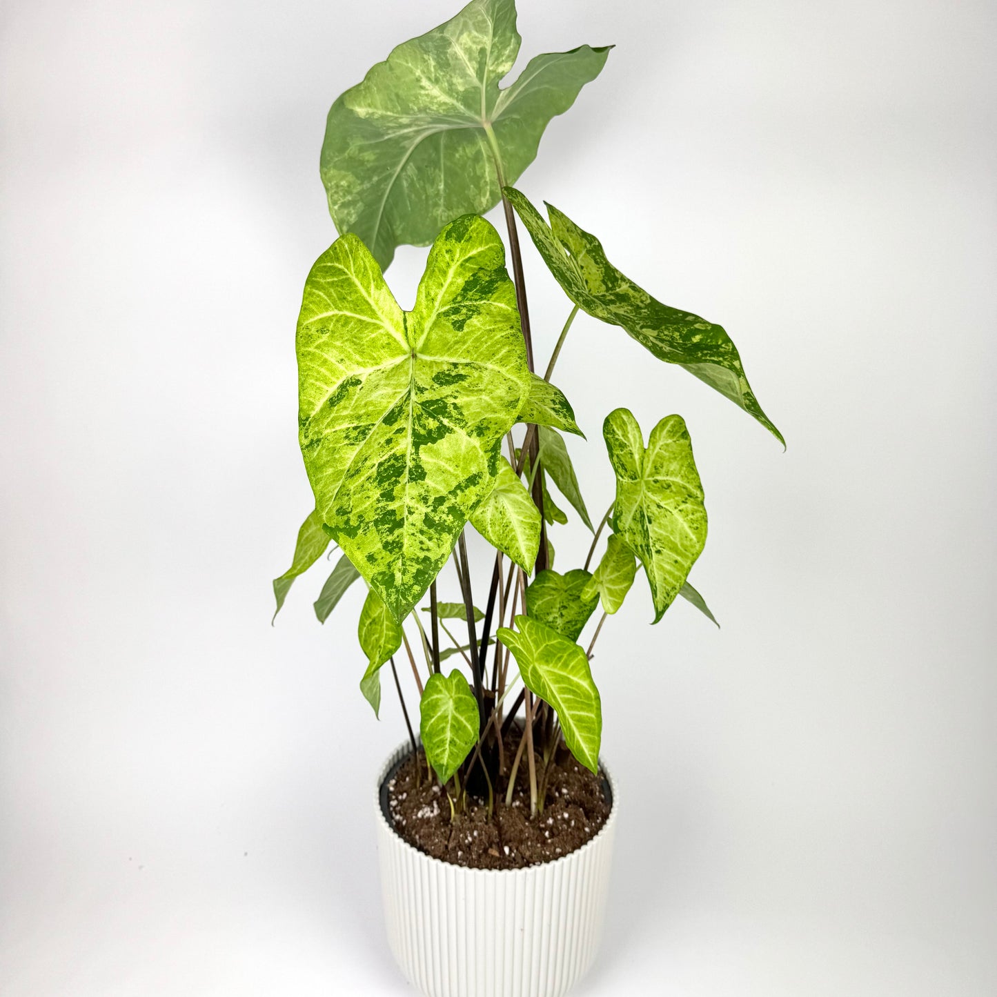 Caladium Frog 21cm Pot Size Houseplant