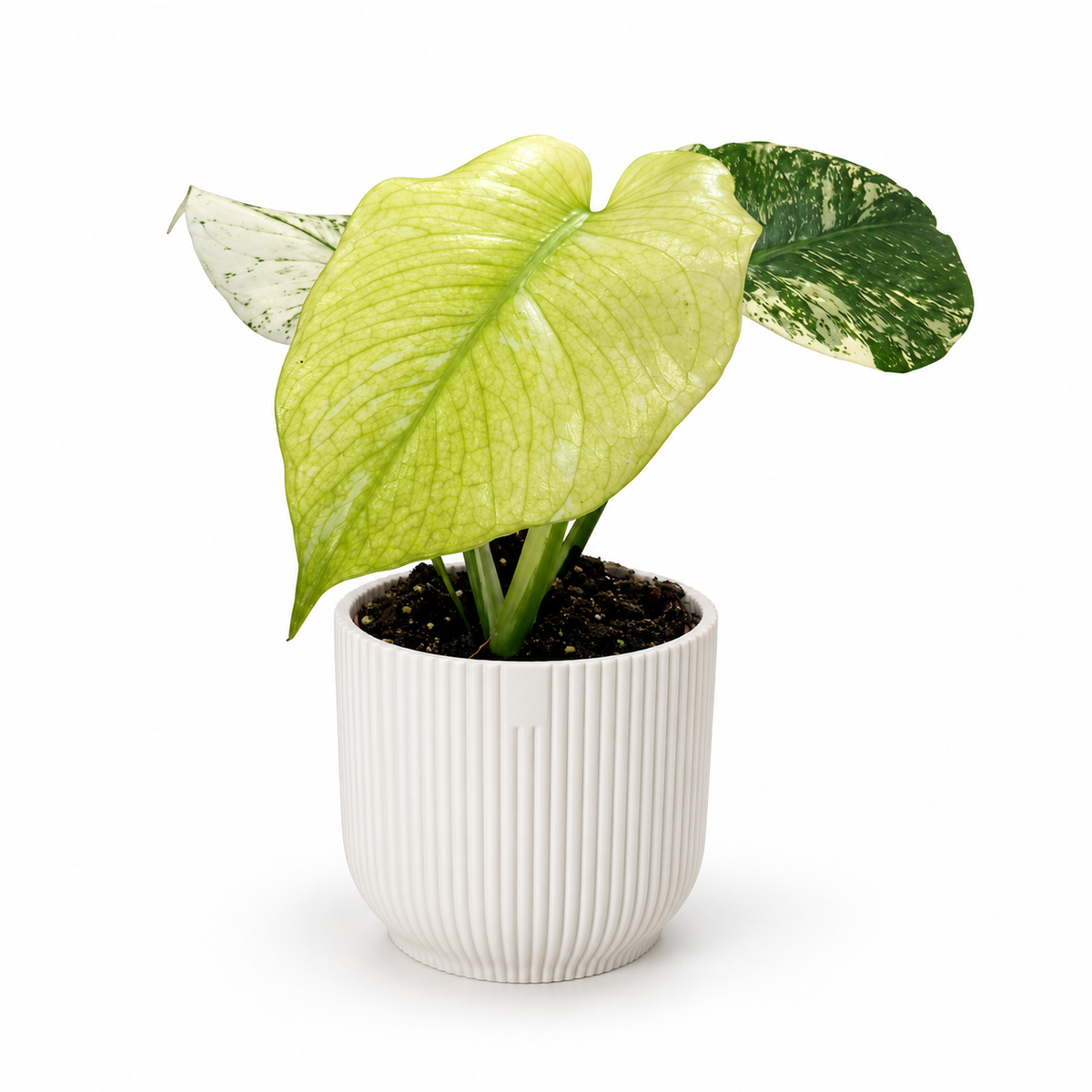 Monstera White Monster 10.5cm Houseplant