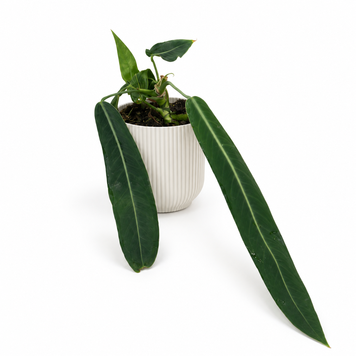 Anthurium pallidiflorum 14cm Houseplant