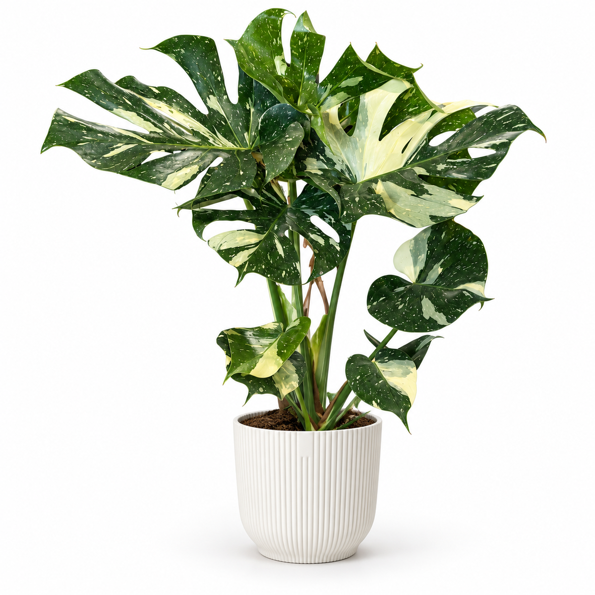 Monstera Thai Constellation 19cm Houseplant