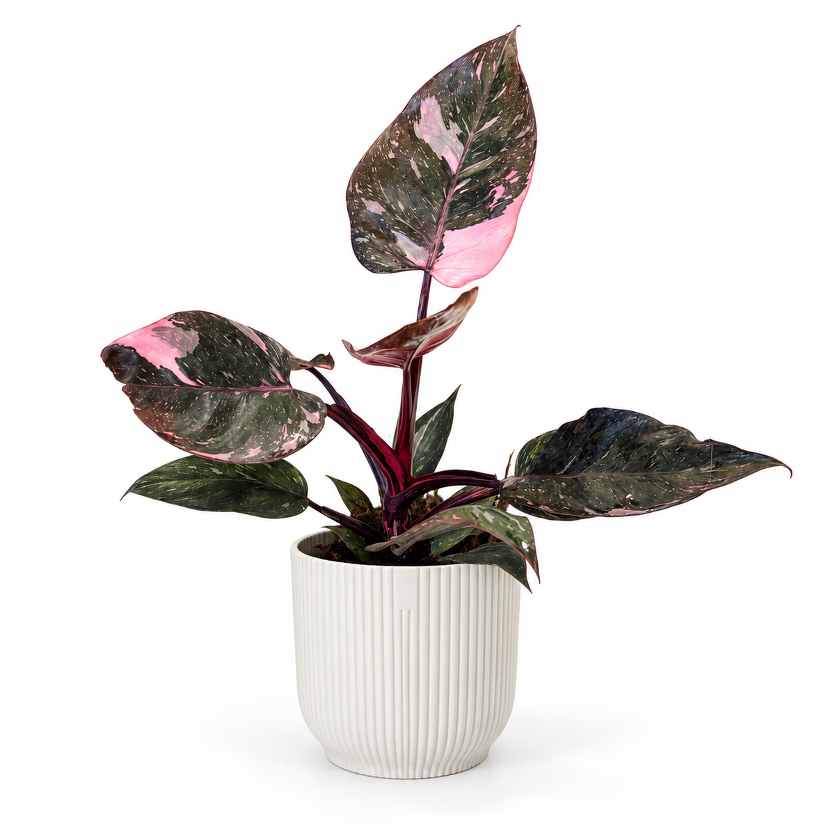 Philodendron Pink Princess Marble 11cm Houseplant