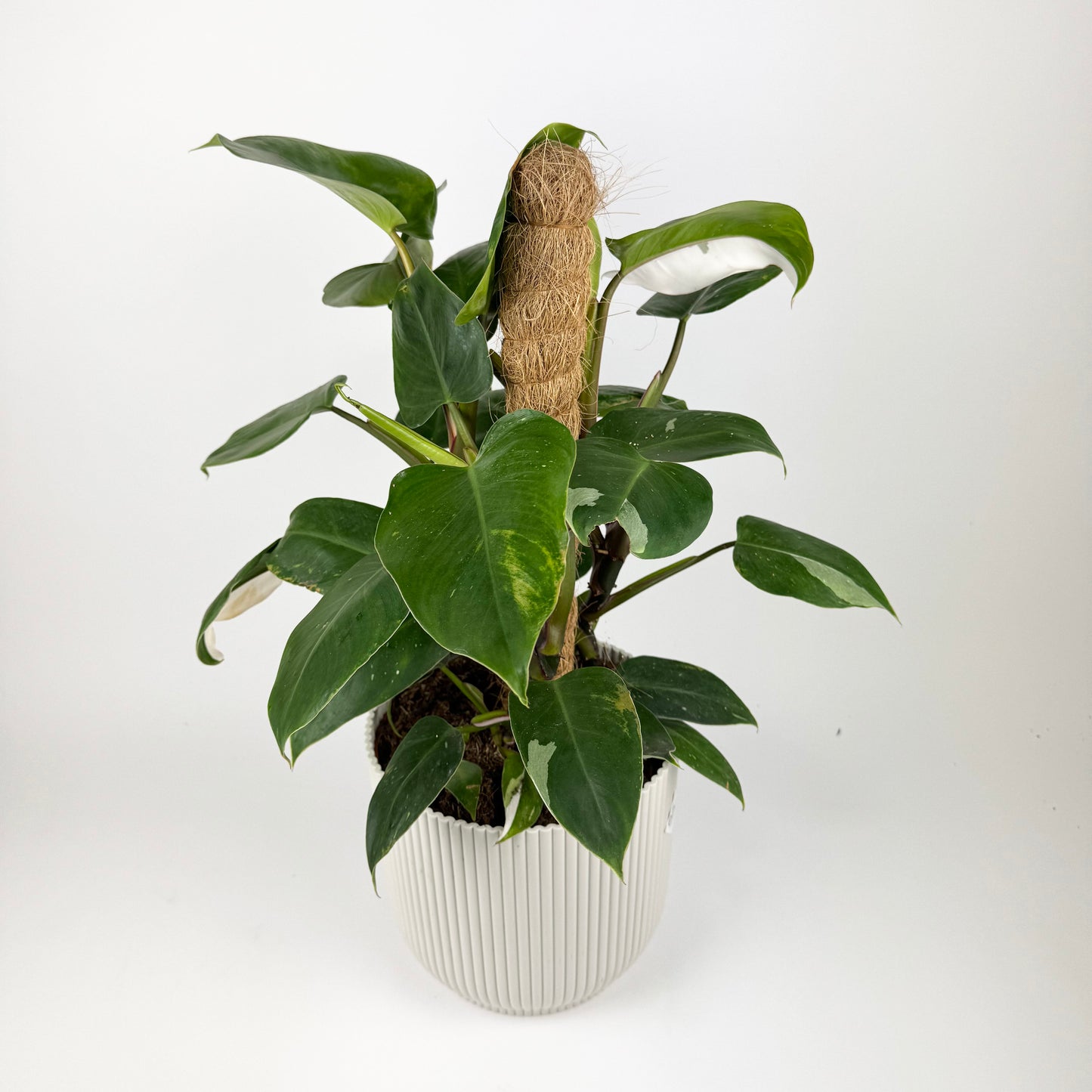 Discounted Large Philodendron White Princess Mosspole Houseplant
