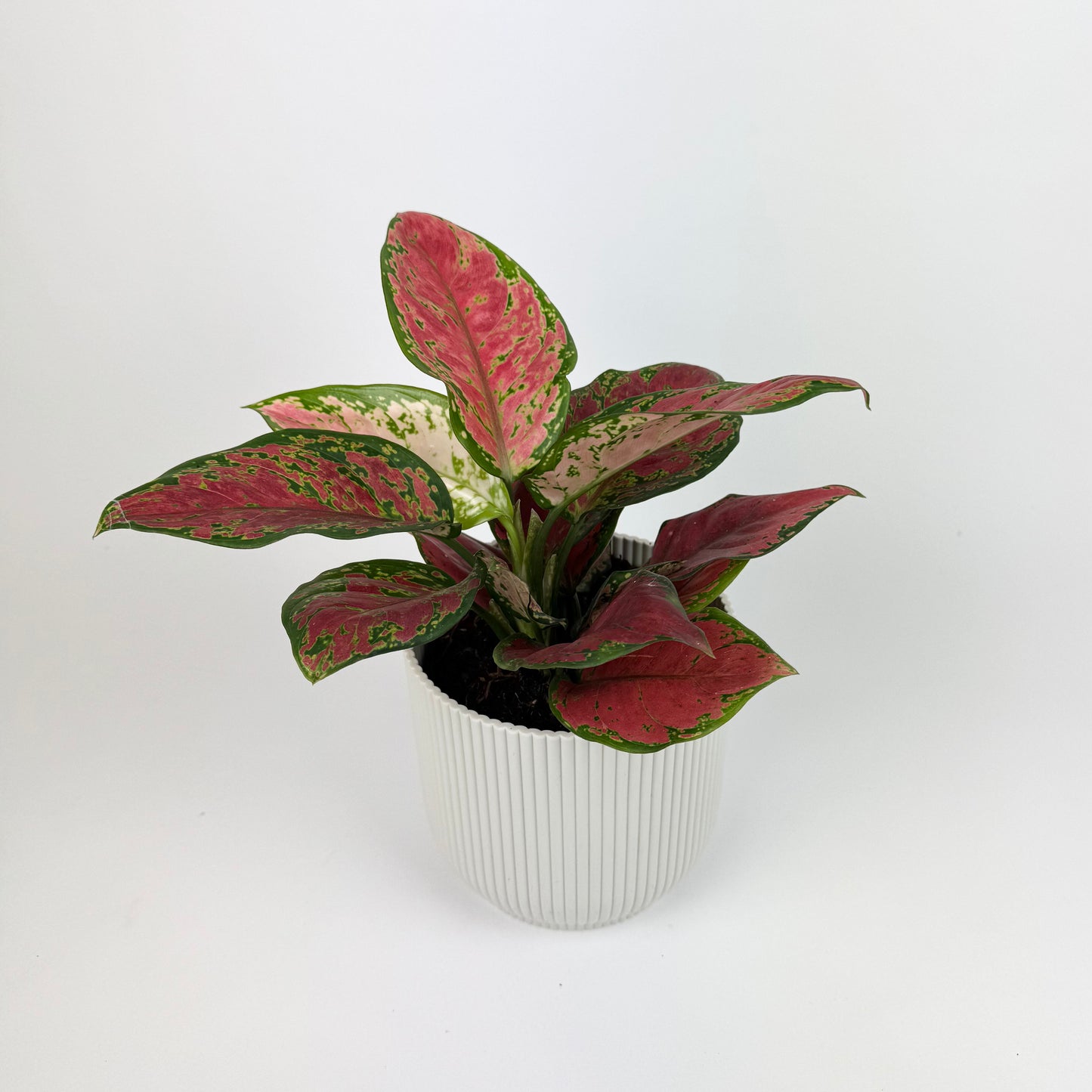 Aglaonema Cayenne Red 12cm Houseplant