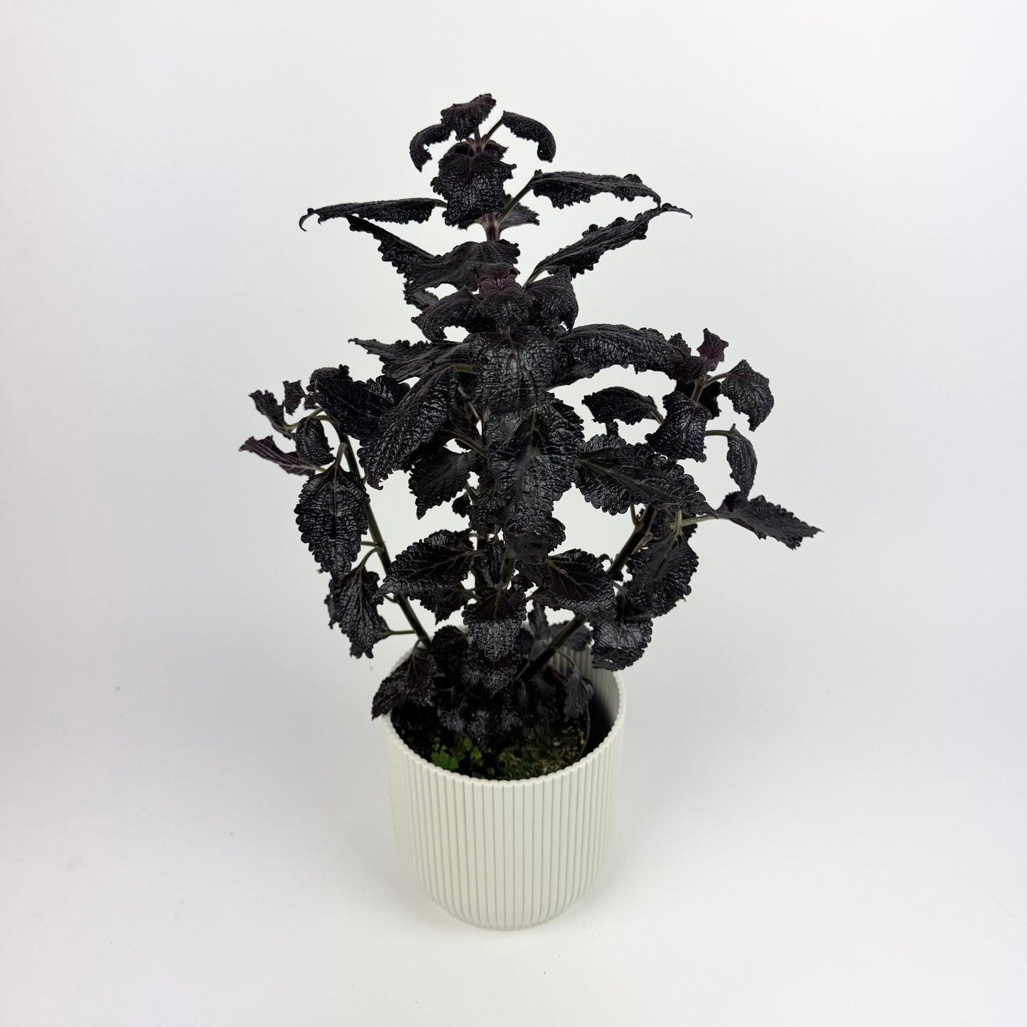 Coleus Shimmering Midnight 12cm Houseplant