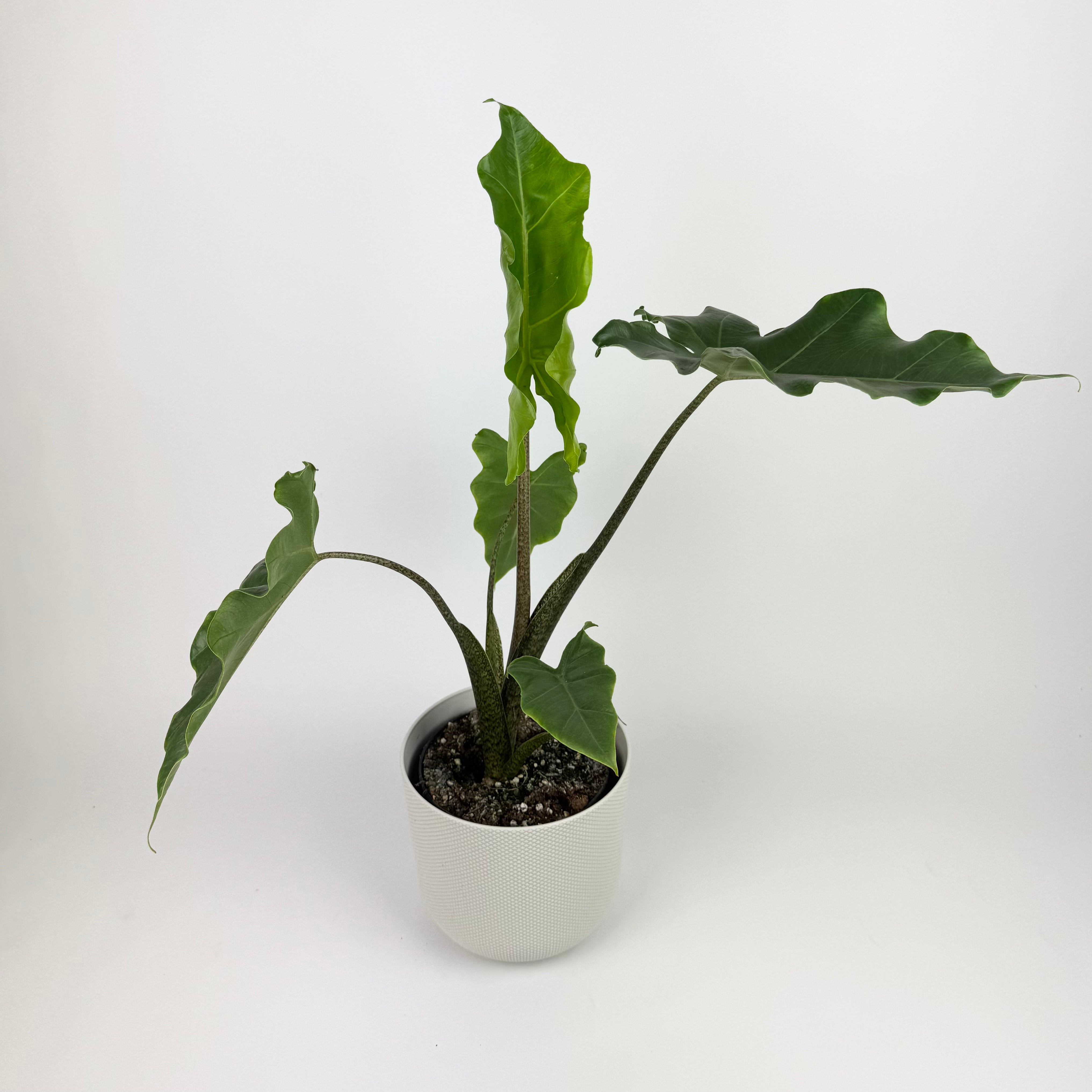 Alocasia Golden Dragon 14cm Houseplant OH SO Floral alocasia-golden-dragon-14cm-houseplant-oh-so-floral