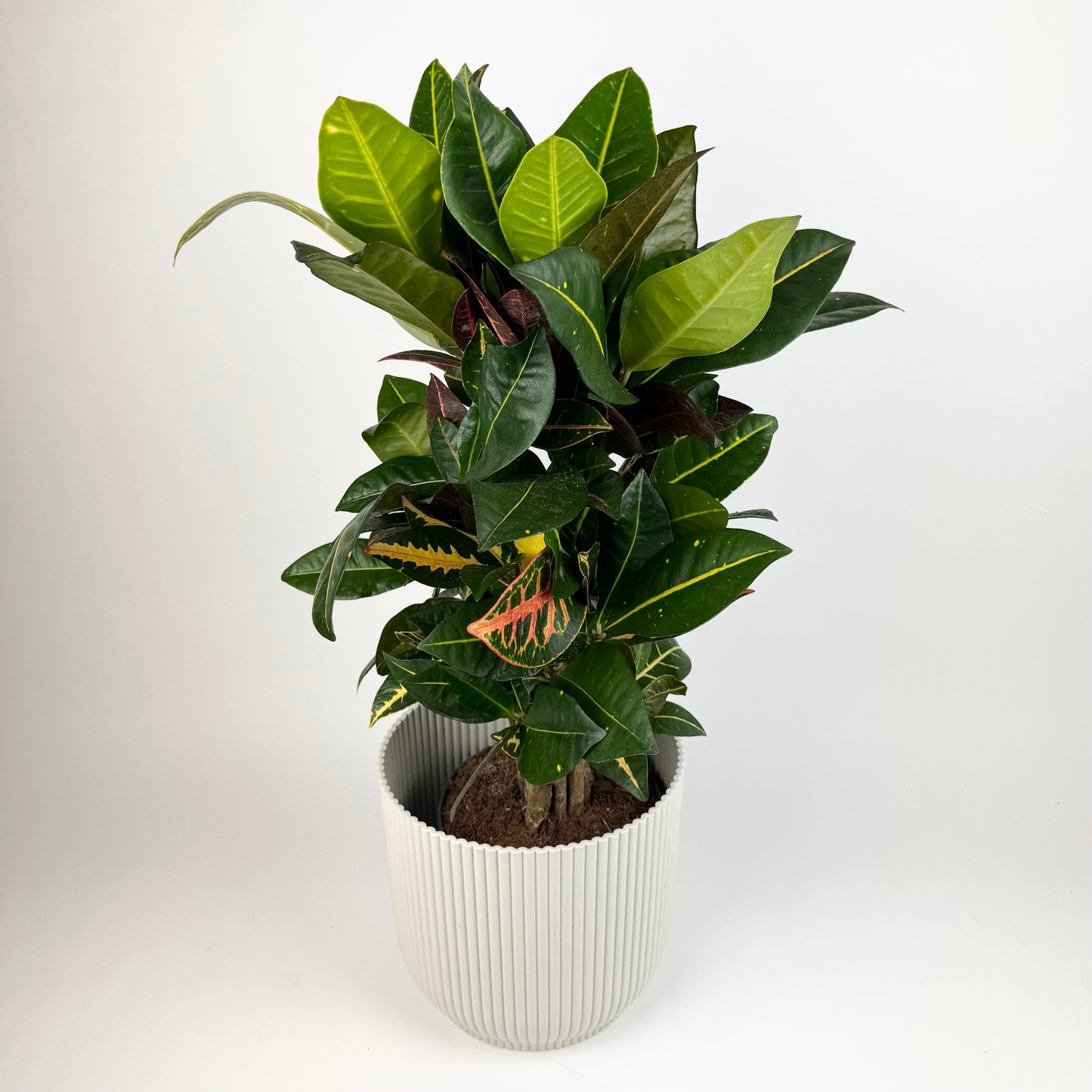Large Croton Petra branched 17cm Houseplant