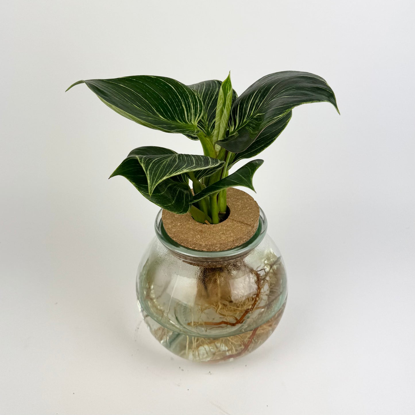 Philodendron White Wave Glass Hydroponic Houseplant