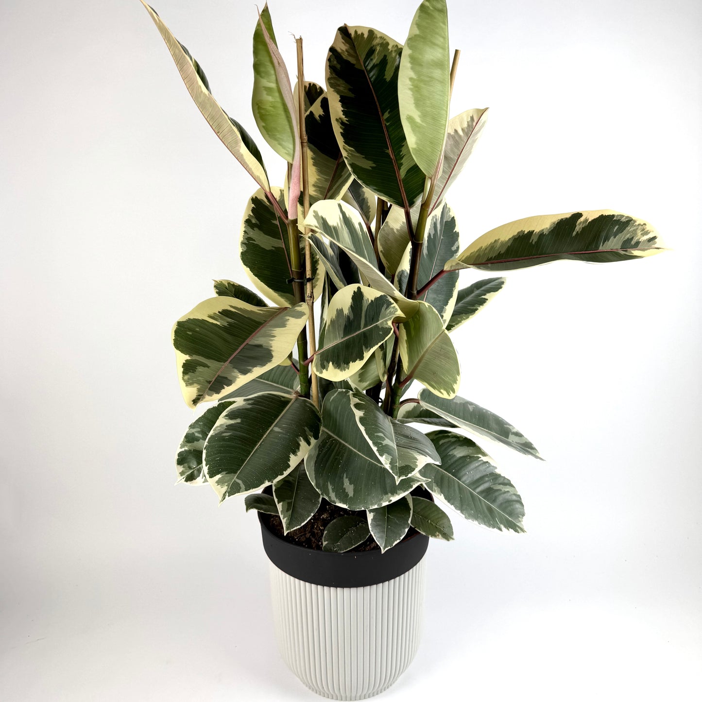 Large Ficus Rubber Tineke 24cm Pot Houseplant