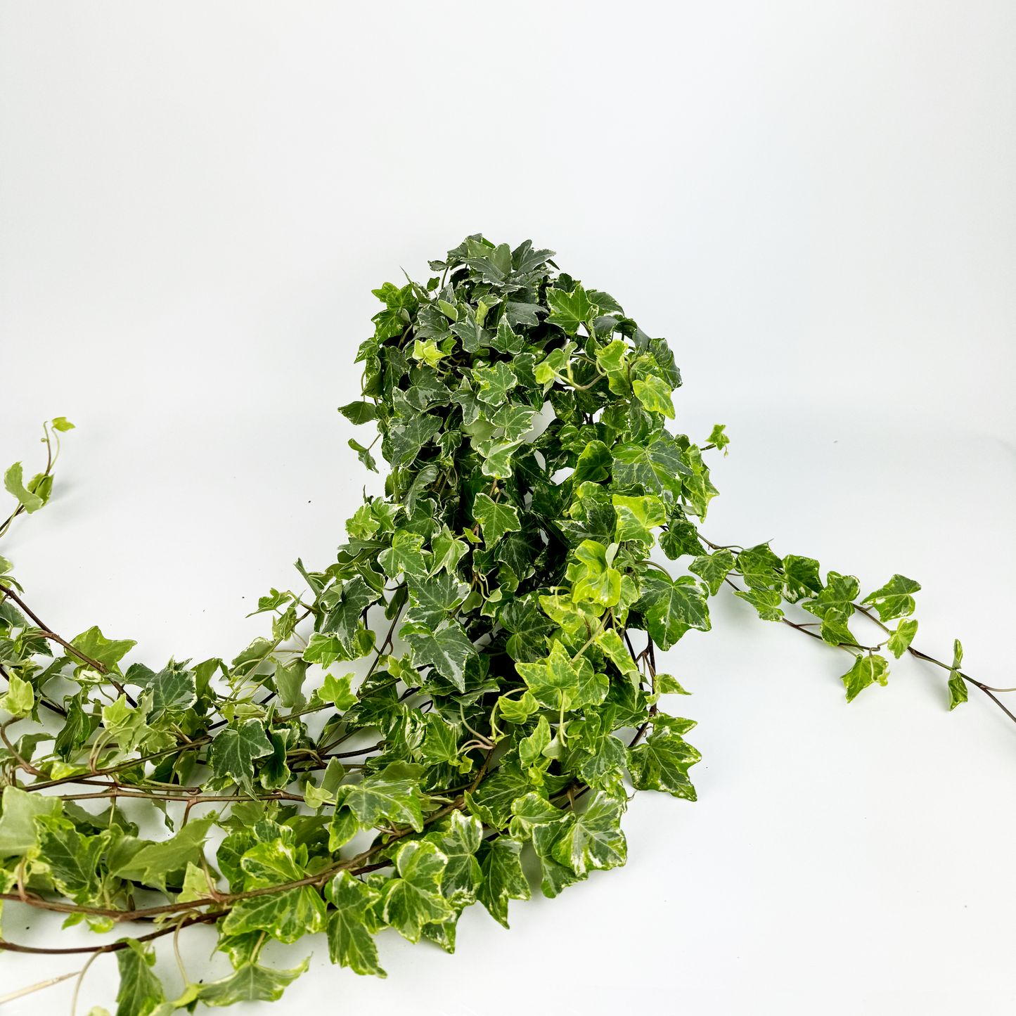 Helix Ivy Mint Indoor Houseplant