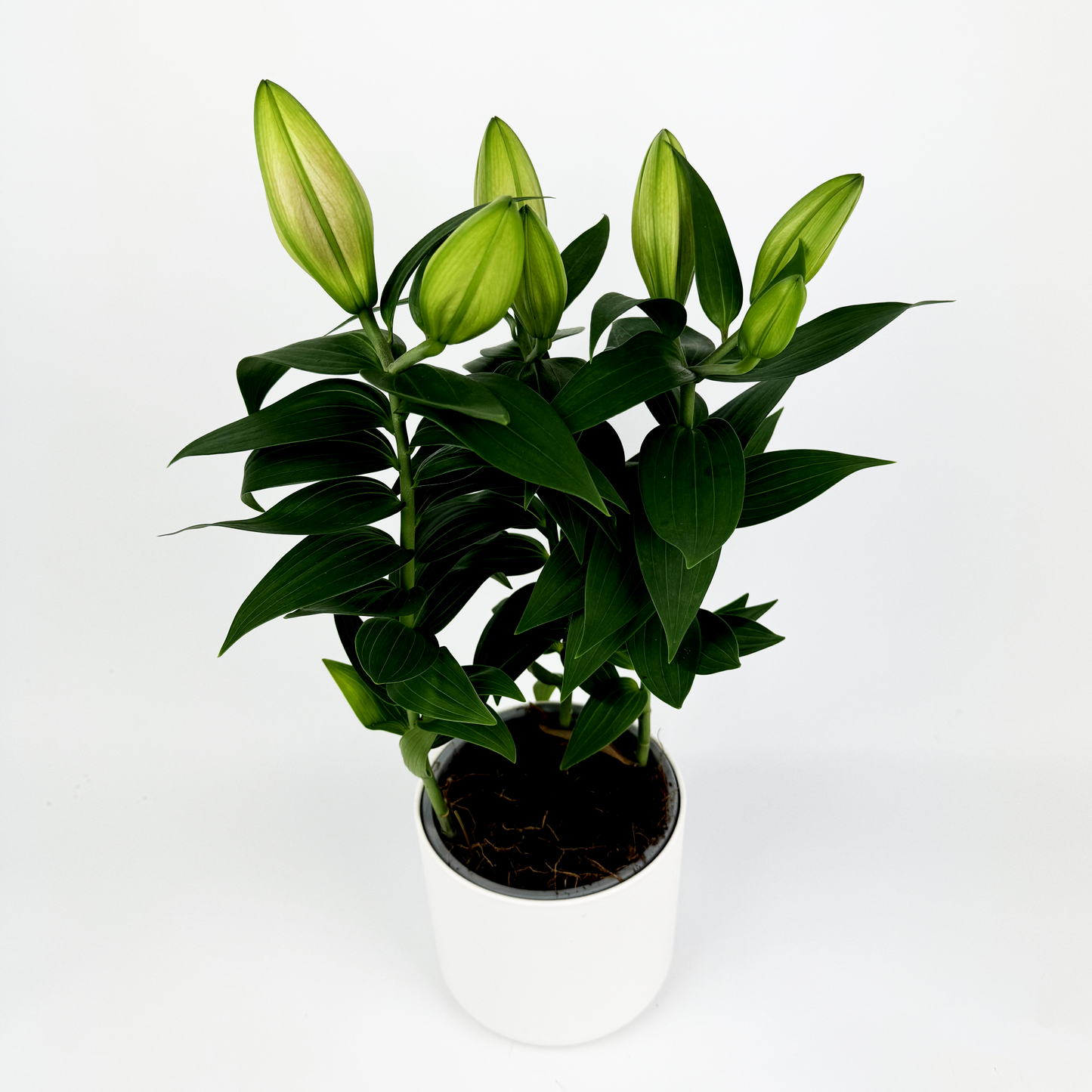 Pink Oriental Lily Plant