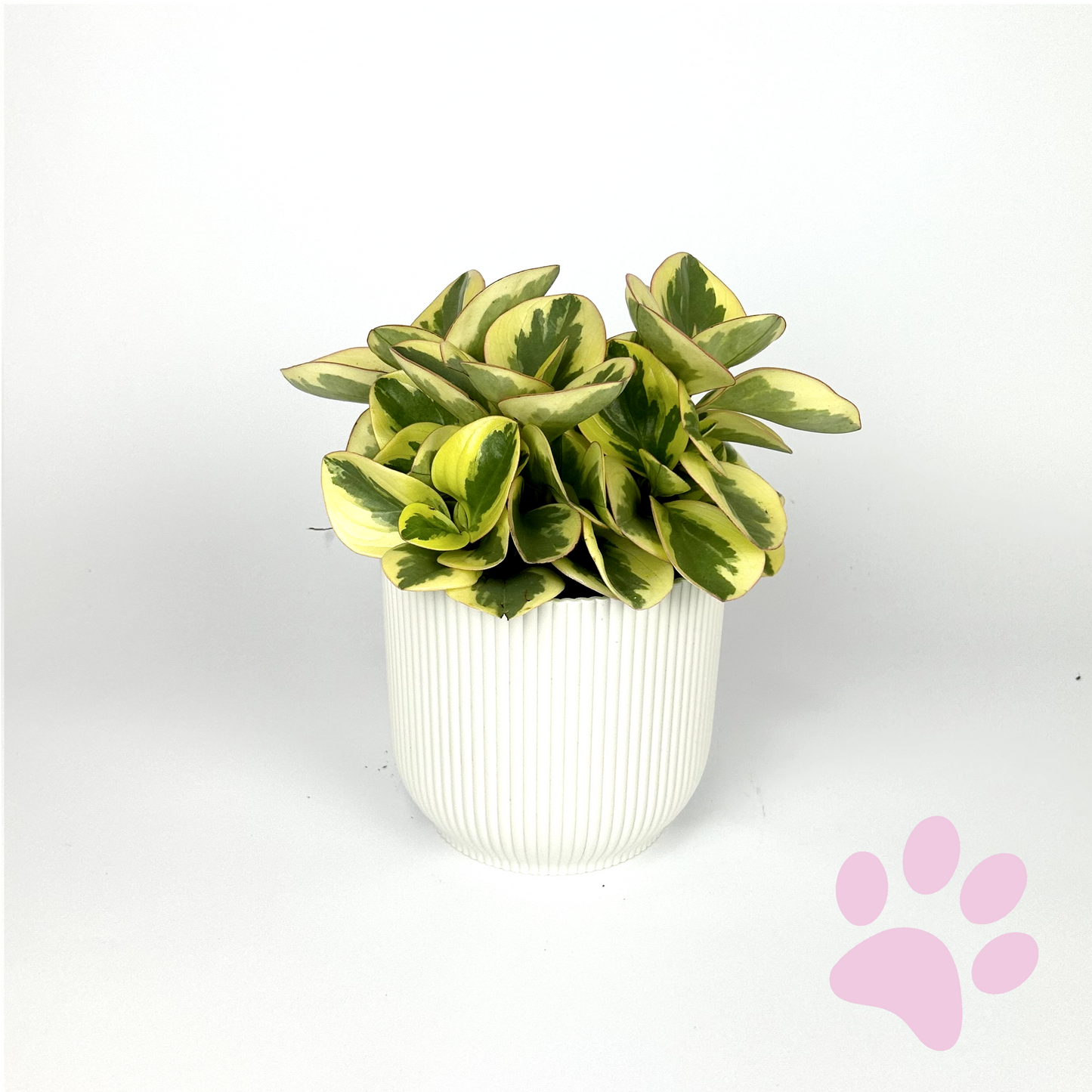 Peperomia Obtipan Bicolor 12cm Houseplant