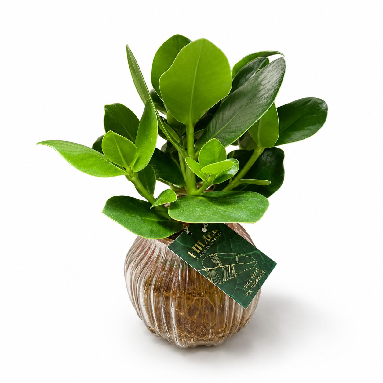 12cm Glass Hydroponic Houseplant