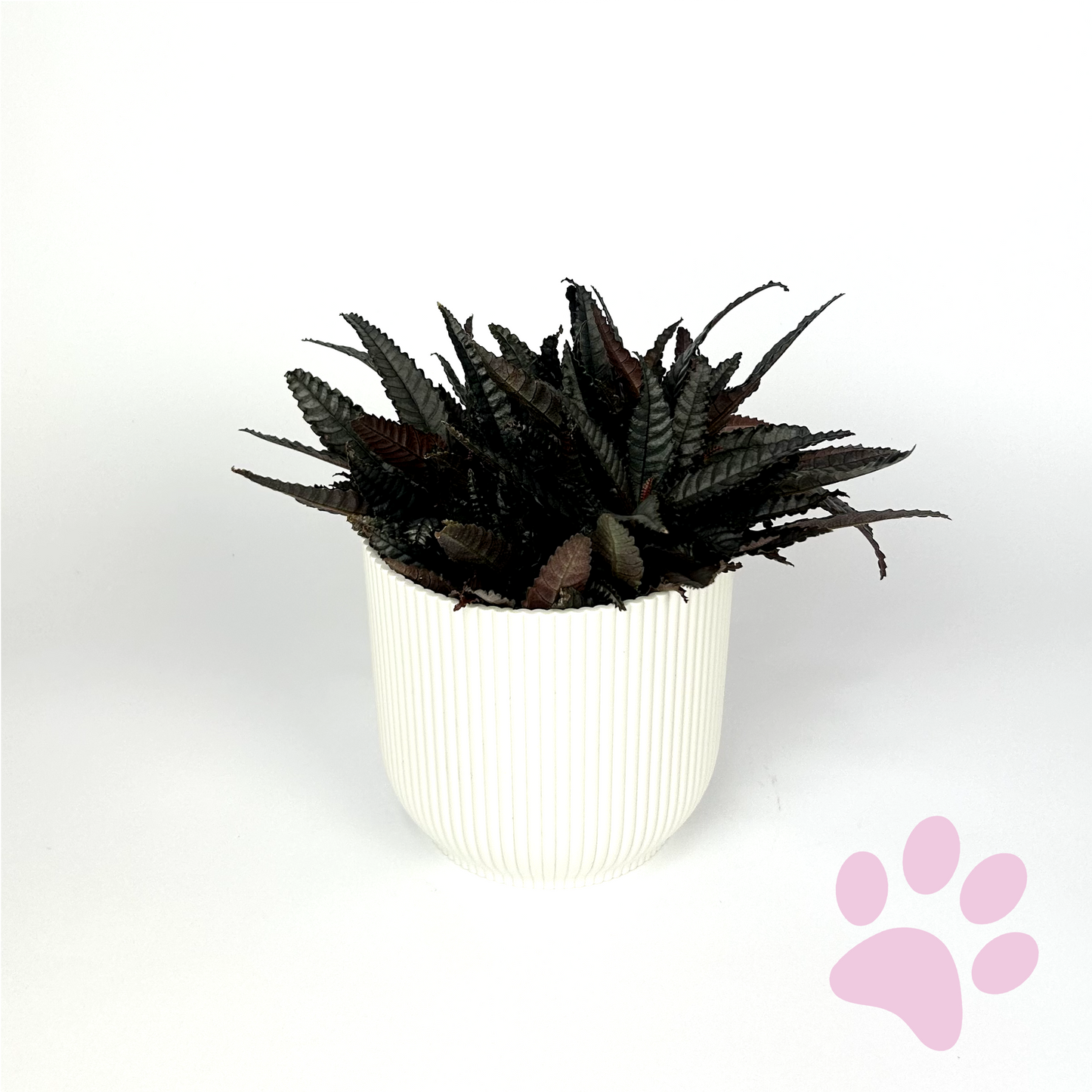 Pilea Hitchcockii 10.5cm Houseplant