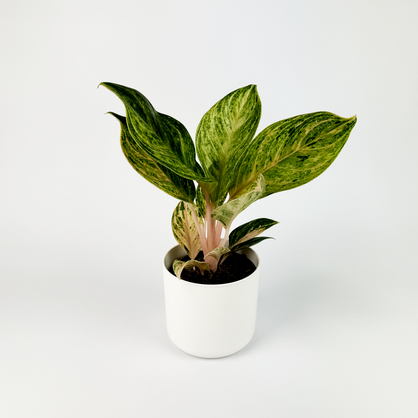 Aglaonema Peach Pearl 12cm Houseplant