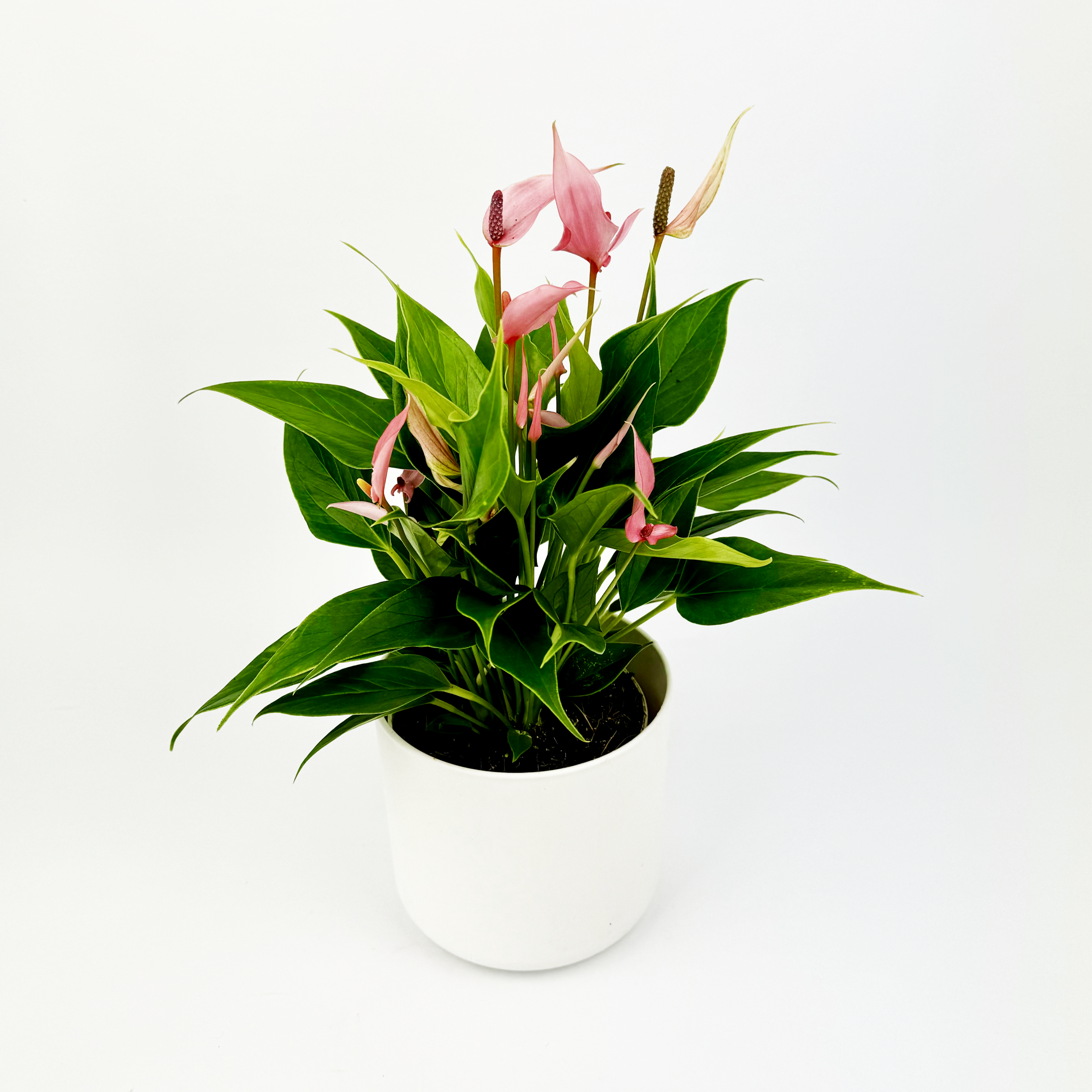 anthurium pink 40cm house plant Pink Anth Lilli Indoor Houseplant – OH SO Floral