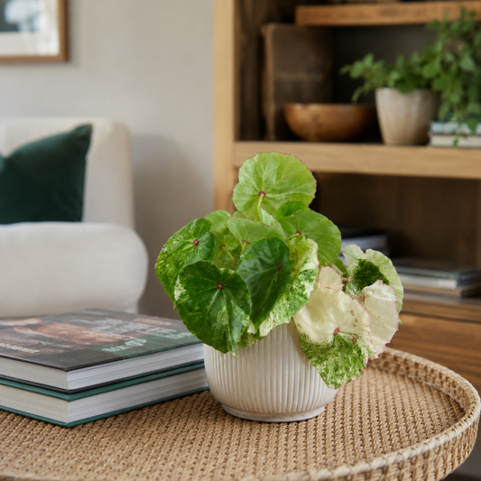 Begonia Rouge Variegated 12cm Potsize Houseplant